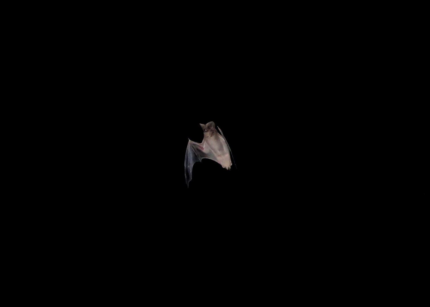 Egyptian Free-tailed Bat (Tadarida aegyptiaca)