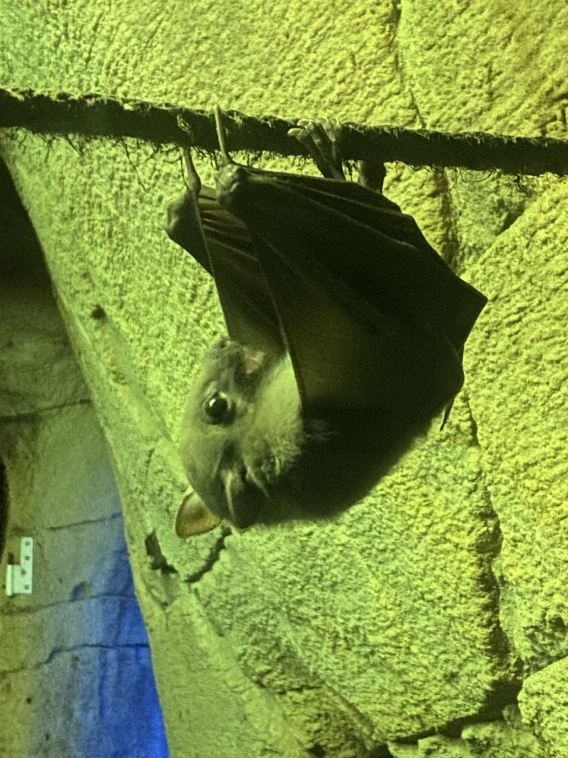 Egyptian fruit bat 261124