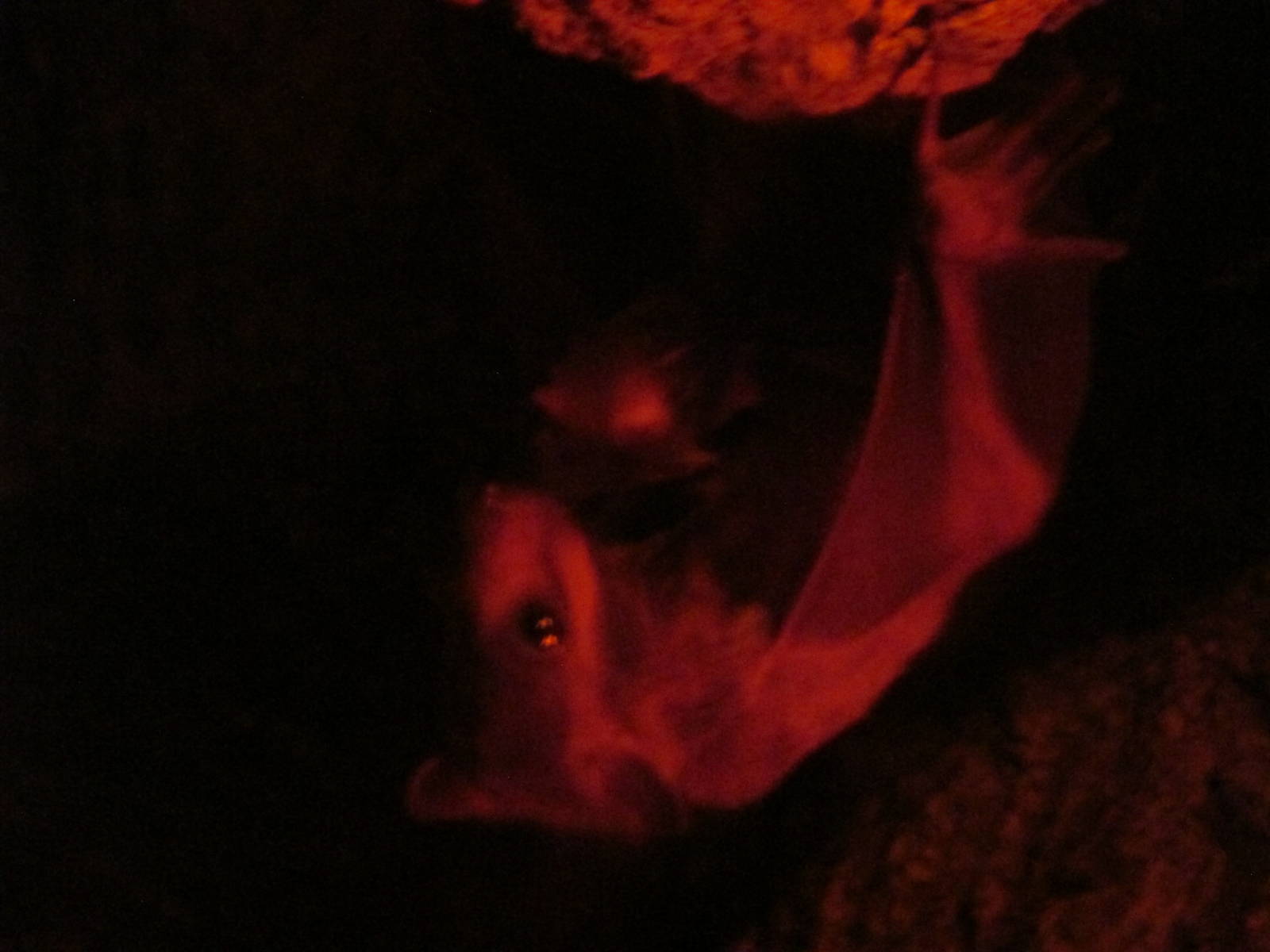 egyptian fruit bat africam safari