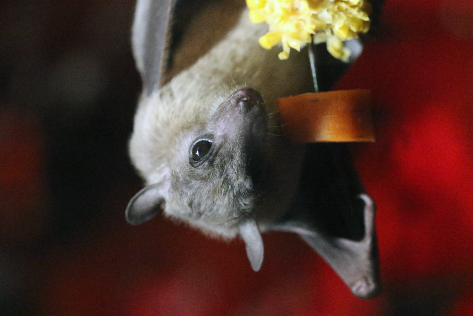 Egyptian Fruit Bat at Cotswold Wildlife Park 3/8/2021