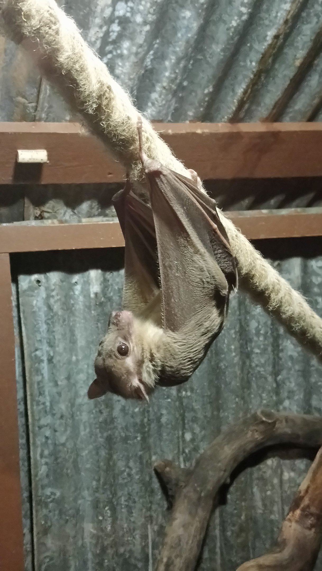 Egyptian Fruit Bat at Longleat, 03/11/19