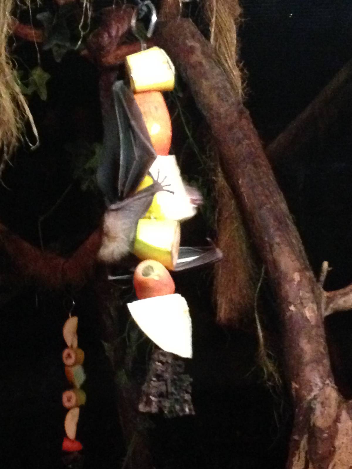 Egyptian Fruit Bat at Tropical World - 02/10/2013