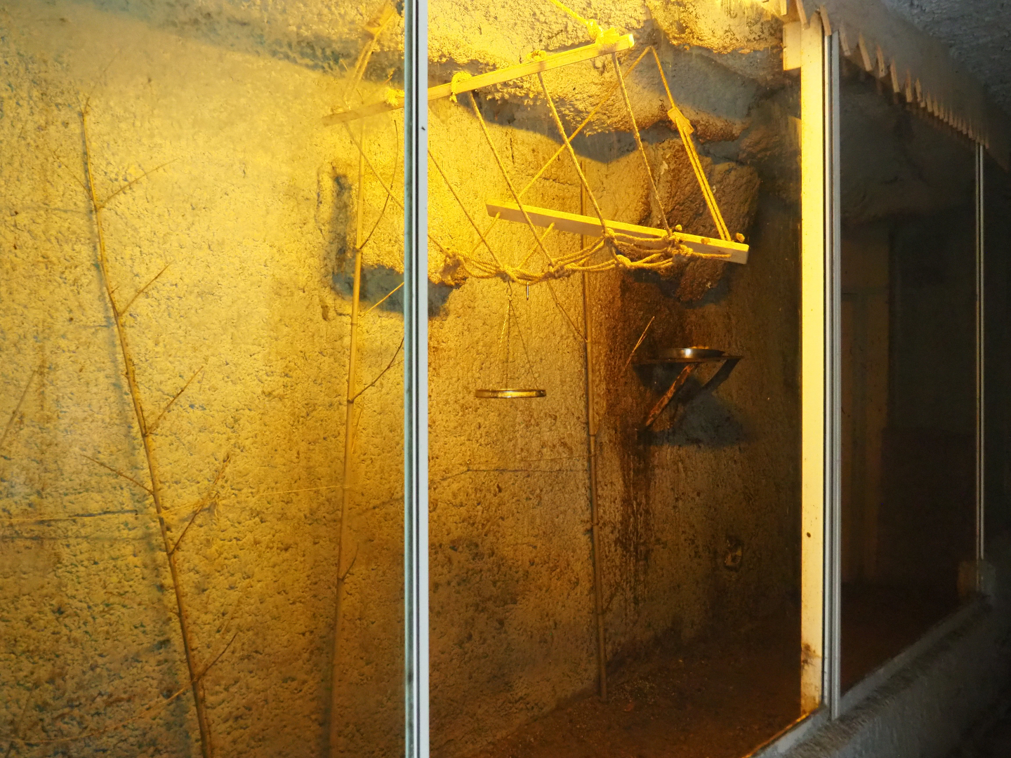 Egyptian fruit bat cave, 2019-08-04