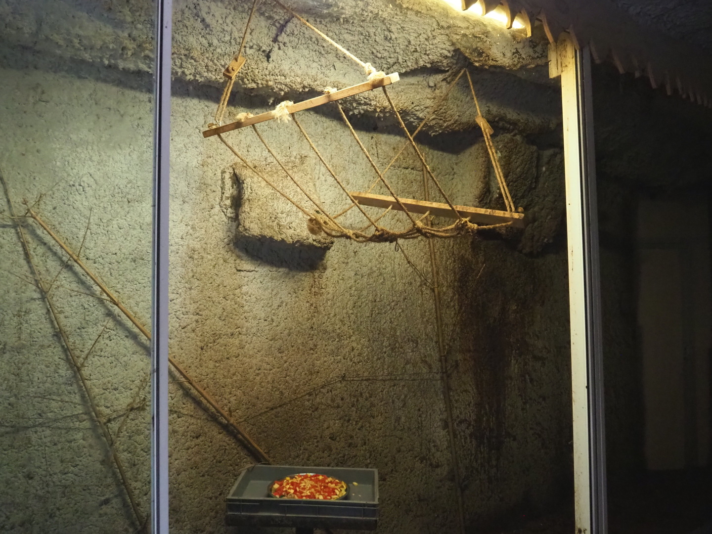 Egyptian fruit bat cave, 2021-06-15