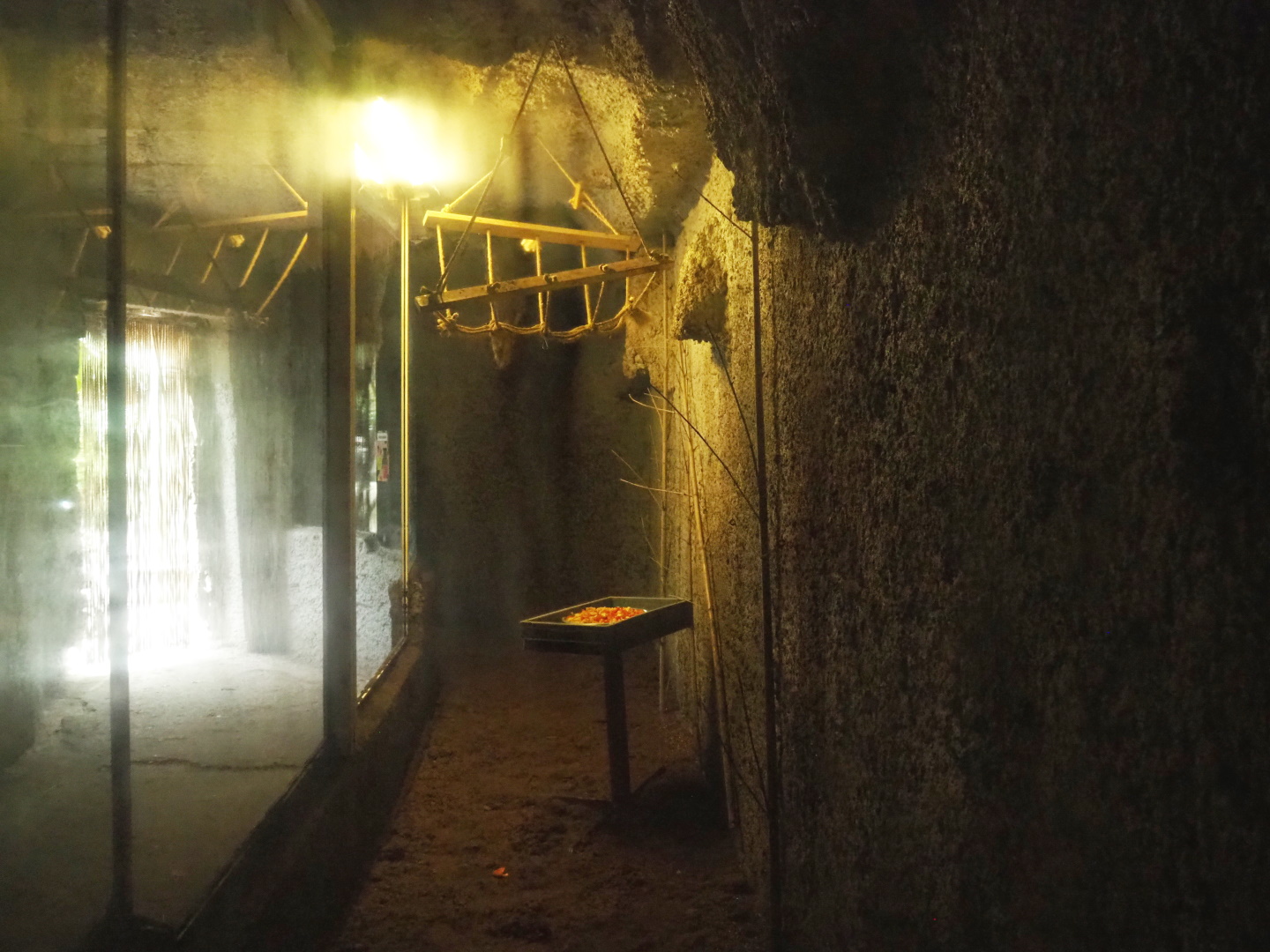 Egyptian fruit bat cave, 2021-06-15