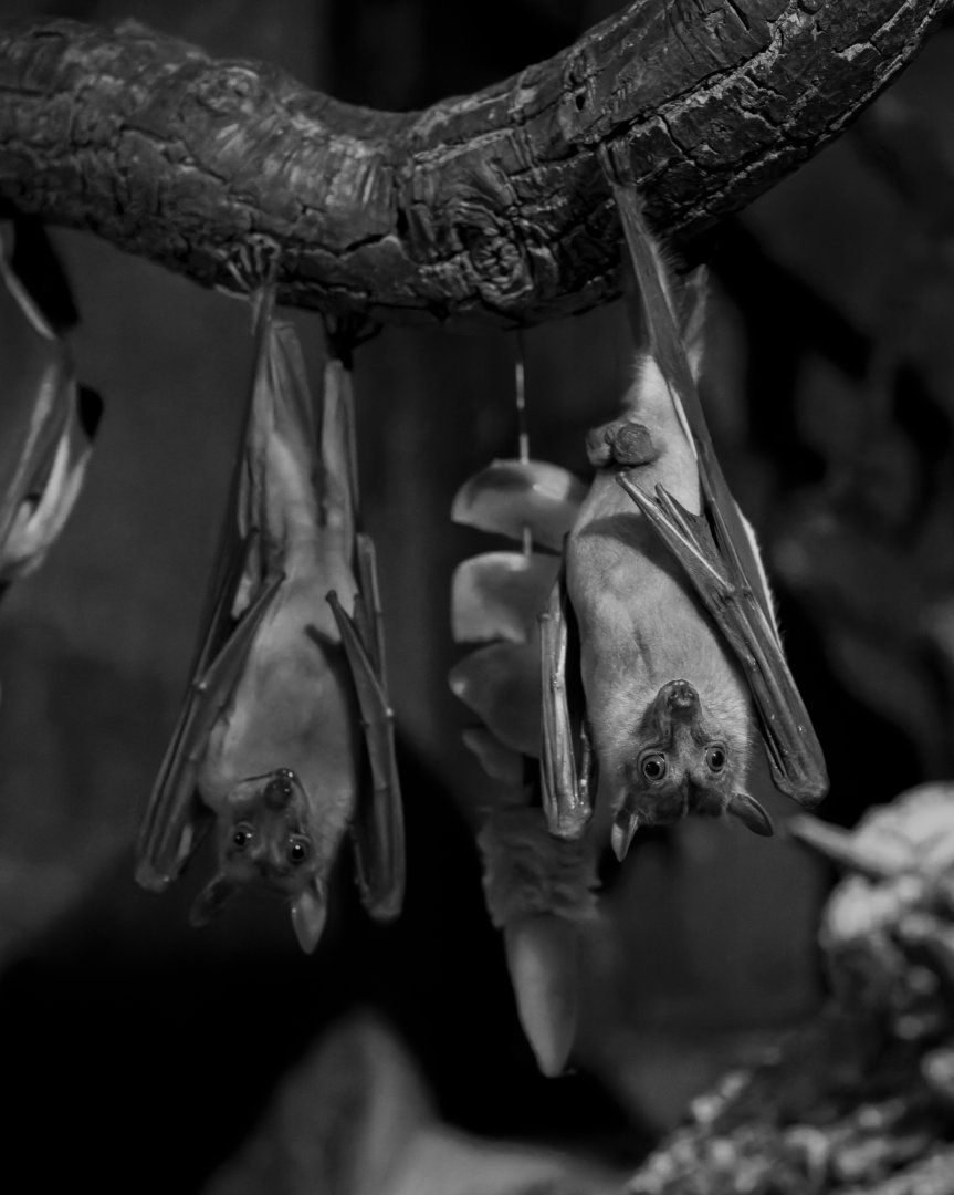 Egyptian Fruit Bat / Cotswold Wildlife Park / 5-4-23