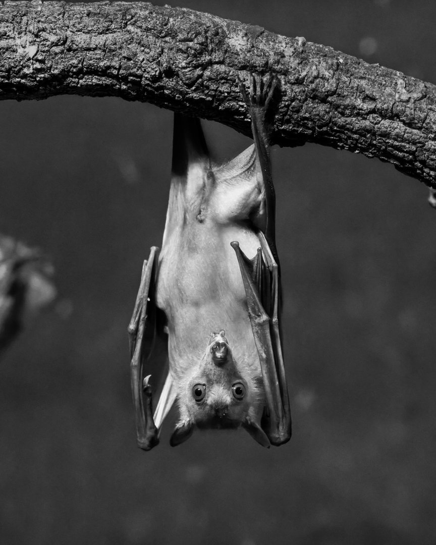Egyptian Fruit Bat / Cotswold Wildlife Park / 5-4-23
