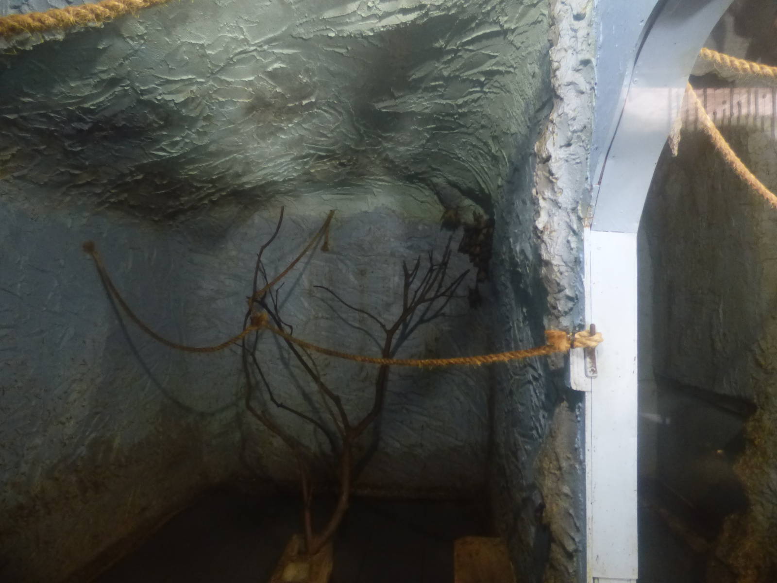 Egyptian Fruit Bat Enclosure