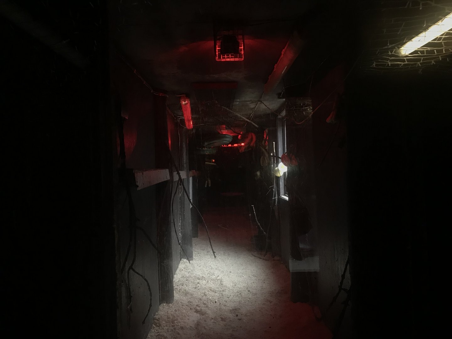 Egyptian fruit bat enclosure