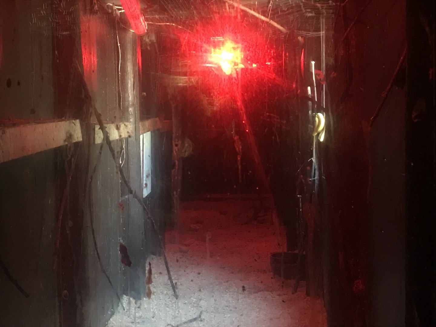 Egyptian fruit bat enclosure