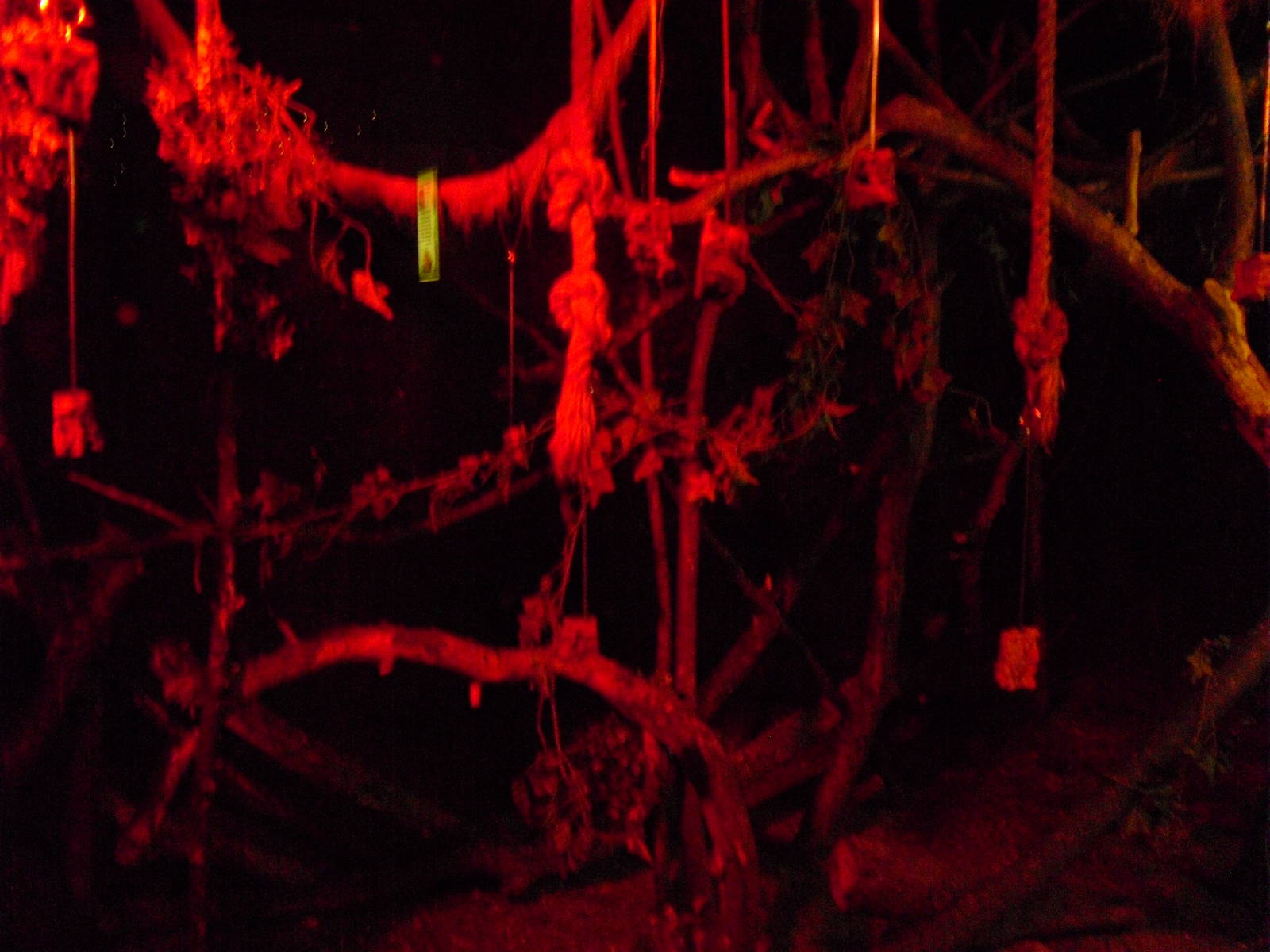 Egyptian Fruit Bat Exhibit - 27/10/2011