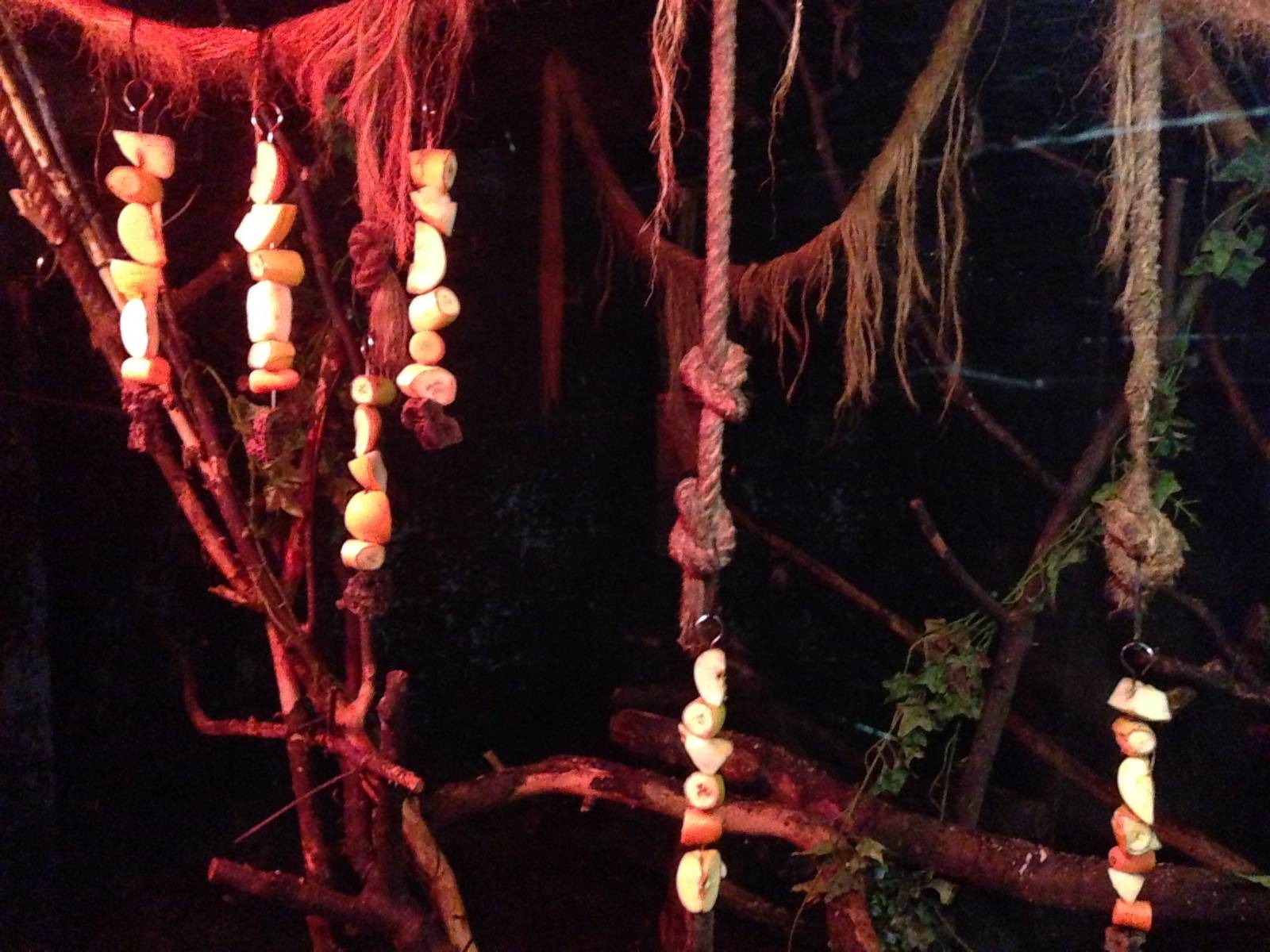 Egyptian Fruit Bat Exhibit at Tropical World - 02/10/2013