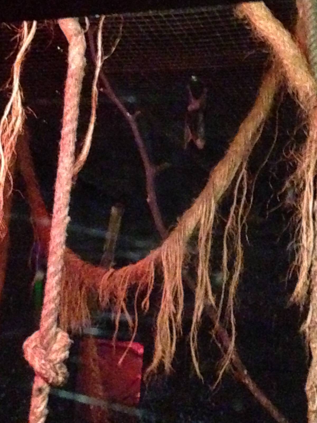 Egyptian Fruit Bat Exhibit at Tropical World - 02/10/2013