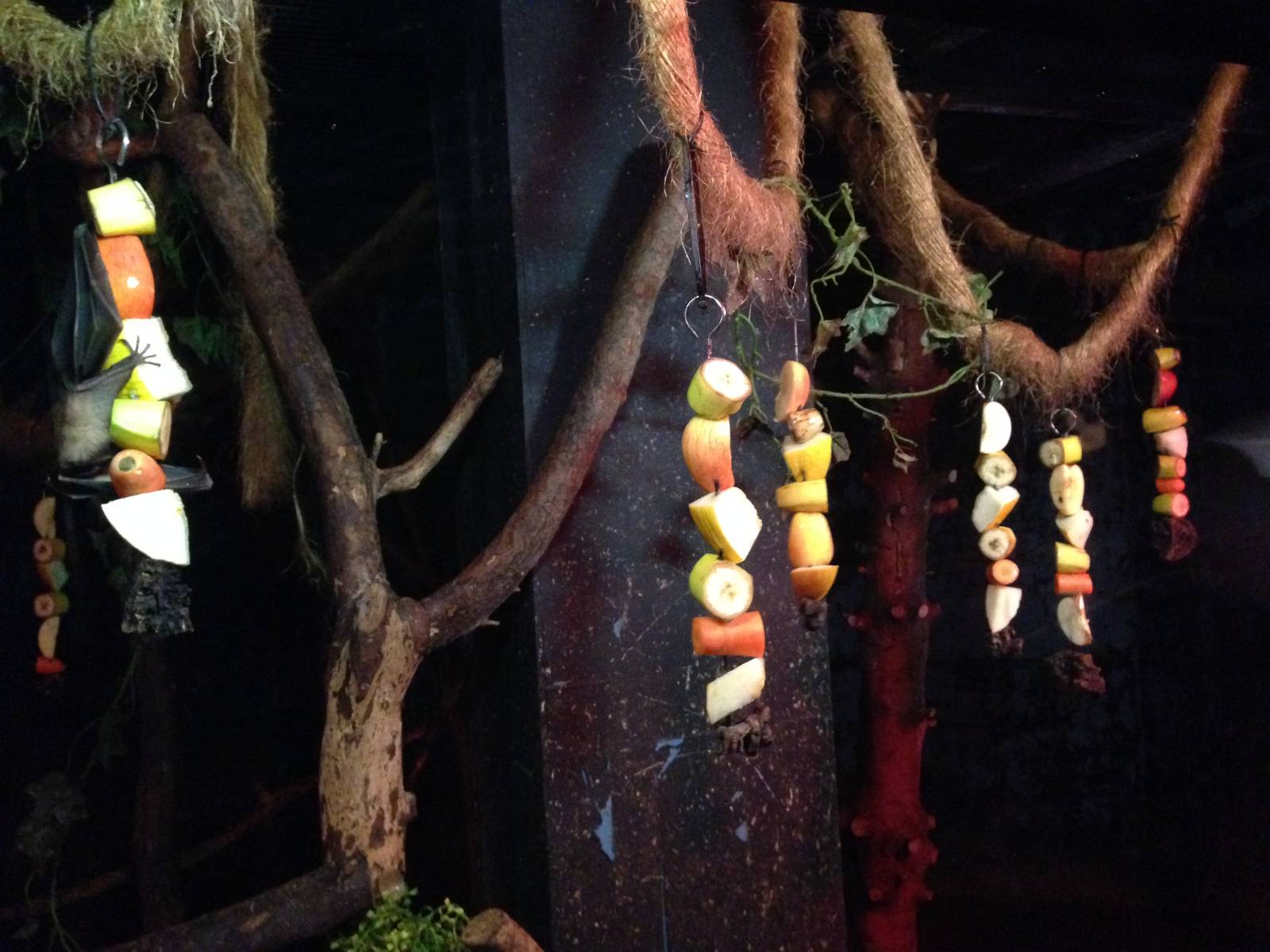 Egyptian Fruit Bat Exhibit at Tropical World - 02/10/2013