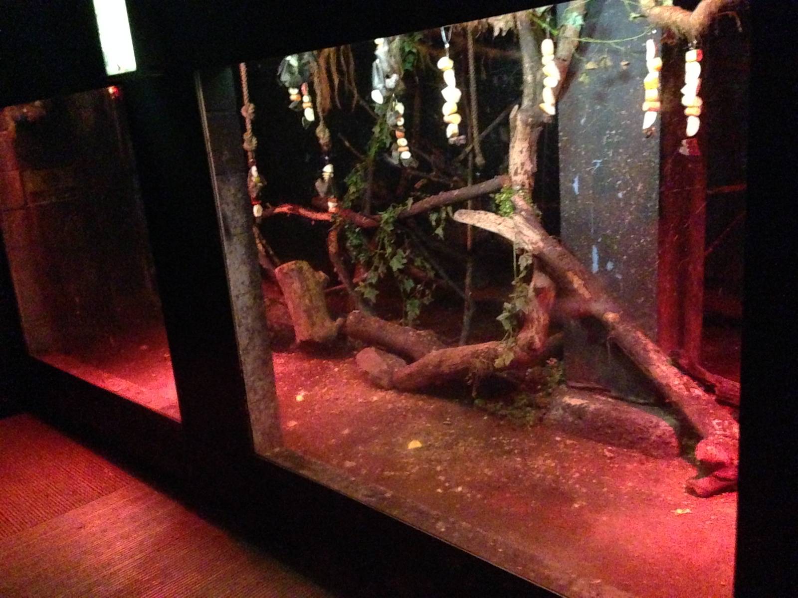 Egyptian Fruit Bat Exhibit at Tropical World - 02/10/2013