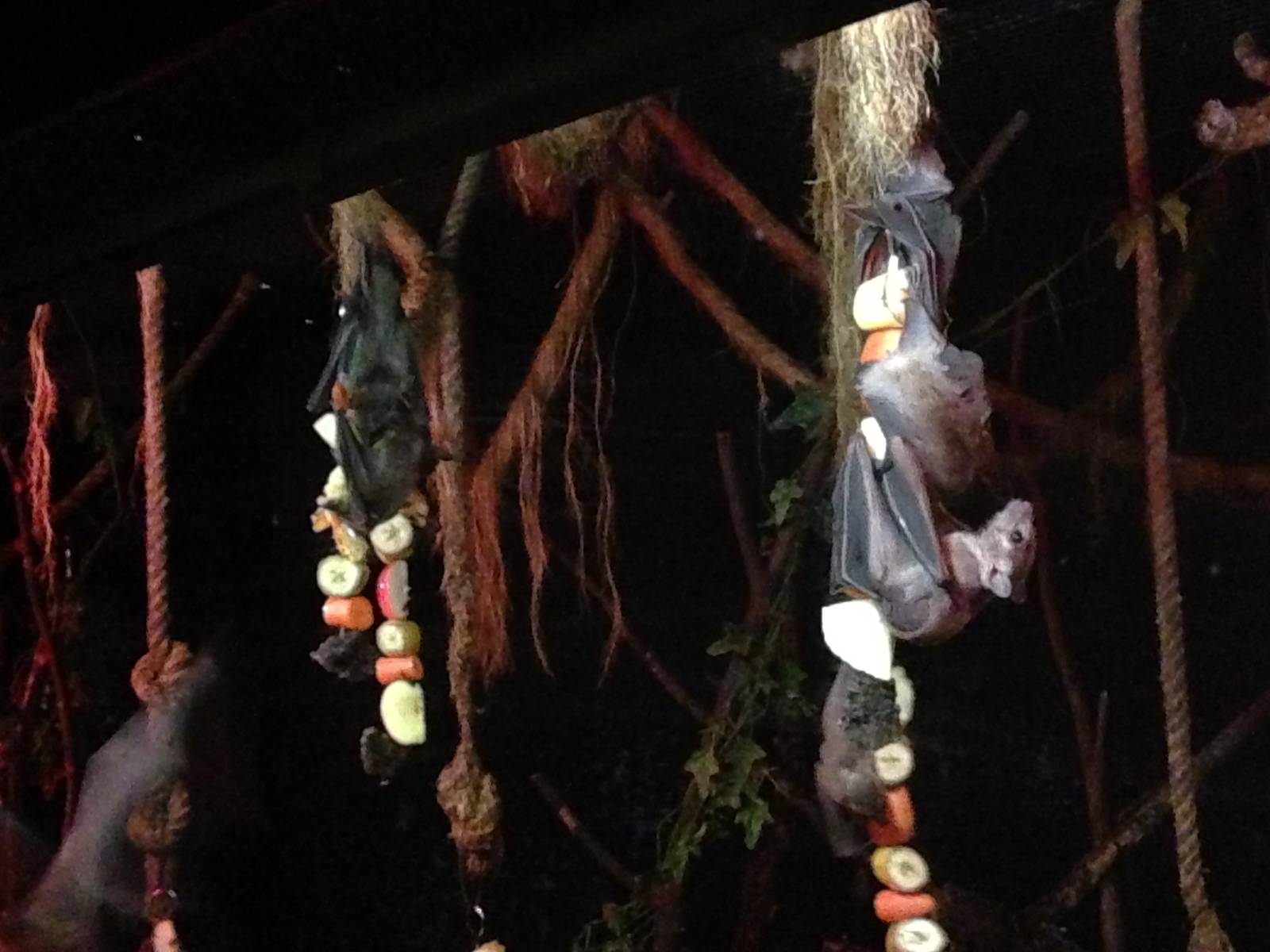 Egyptian Fruit Bat Exhibit at Tropical World - 02/10/2013