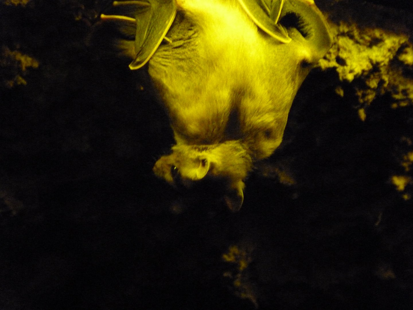 Egyptian fruit bat -Faunia (2025)