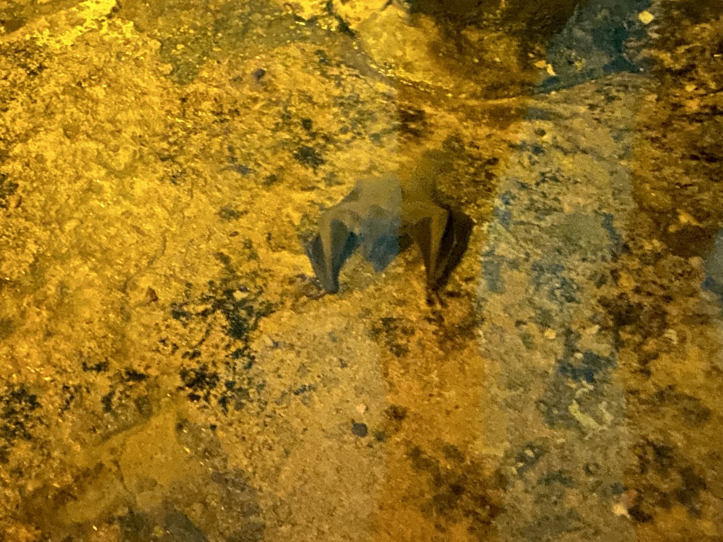 Egyptian fruit bat image 2