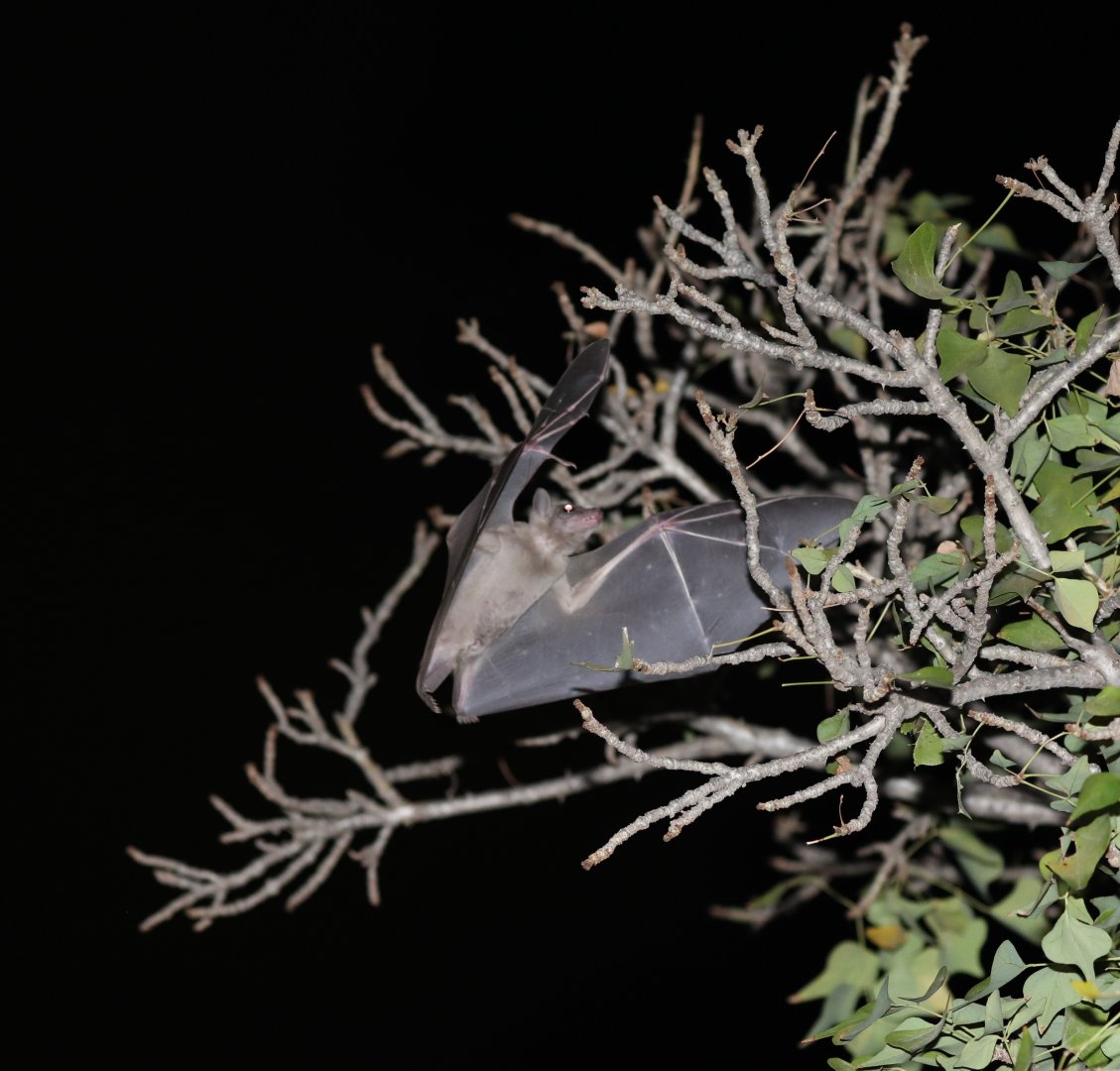 Egyptian fruit bat or Egyptian rousette (Rousettus aegyptiacus)