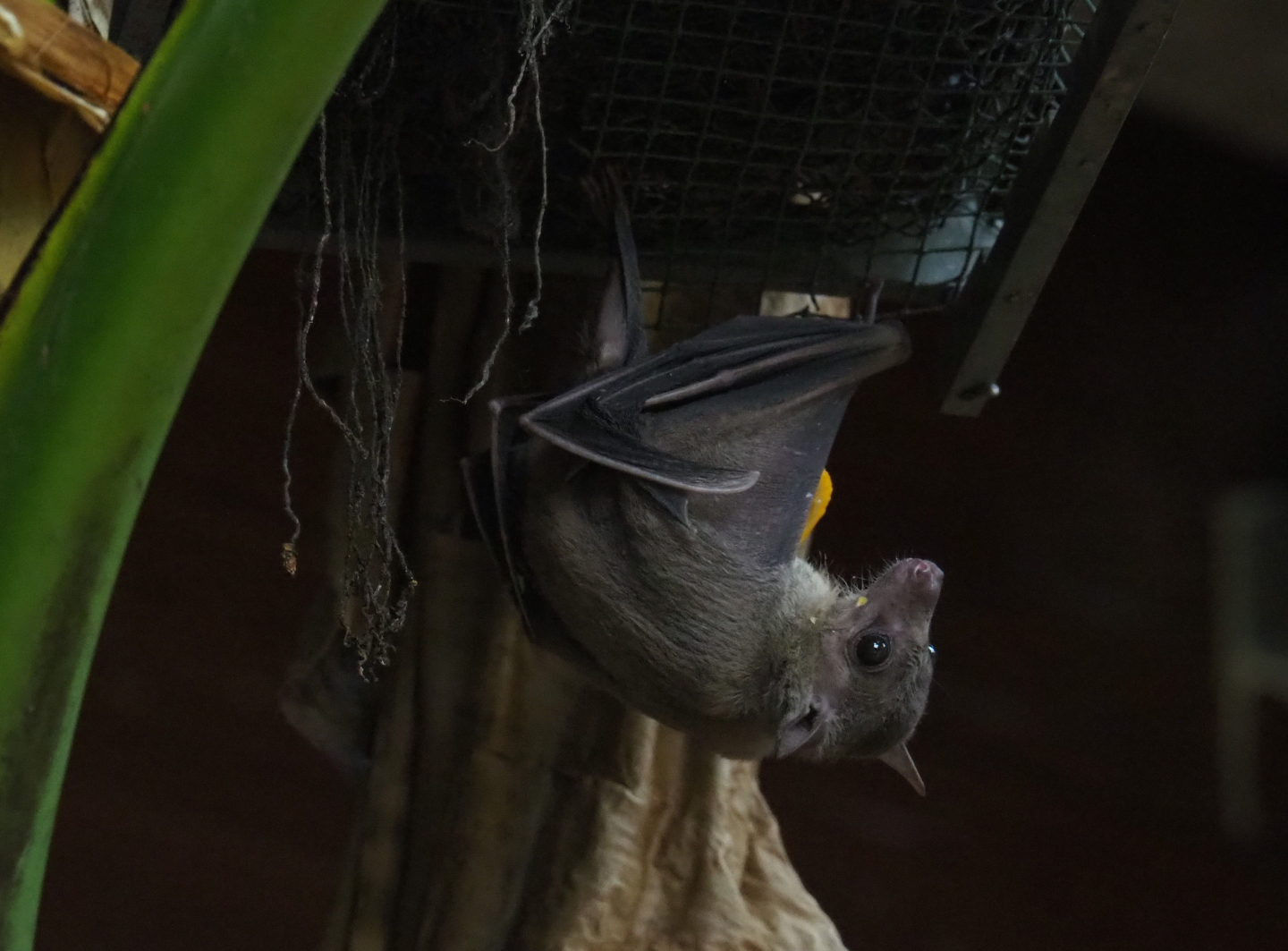 Egyptian fruit bat (Rousettus aegyptiacus) in the Tropical hall (Aug 28th, 2018)