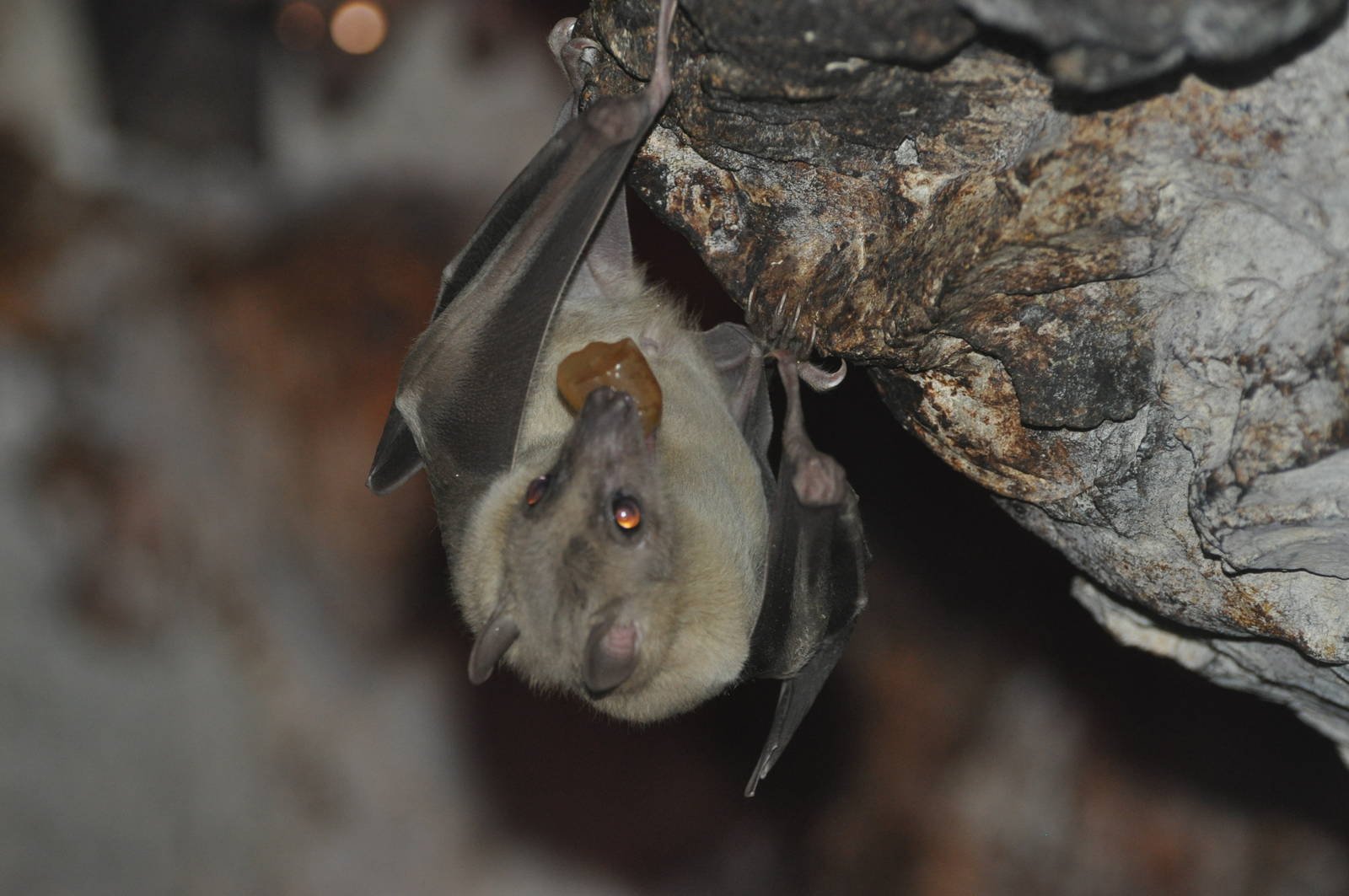 Egyptian fruit bat/ Rousettus aegyptiacus