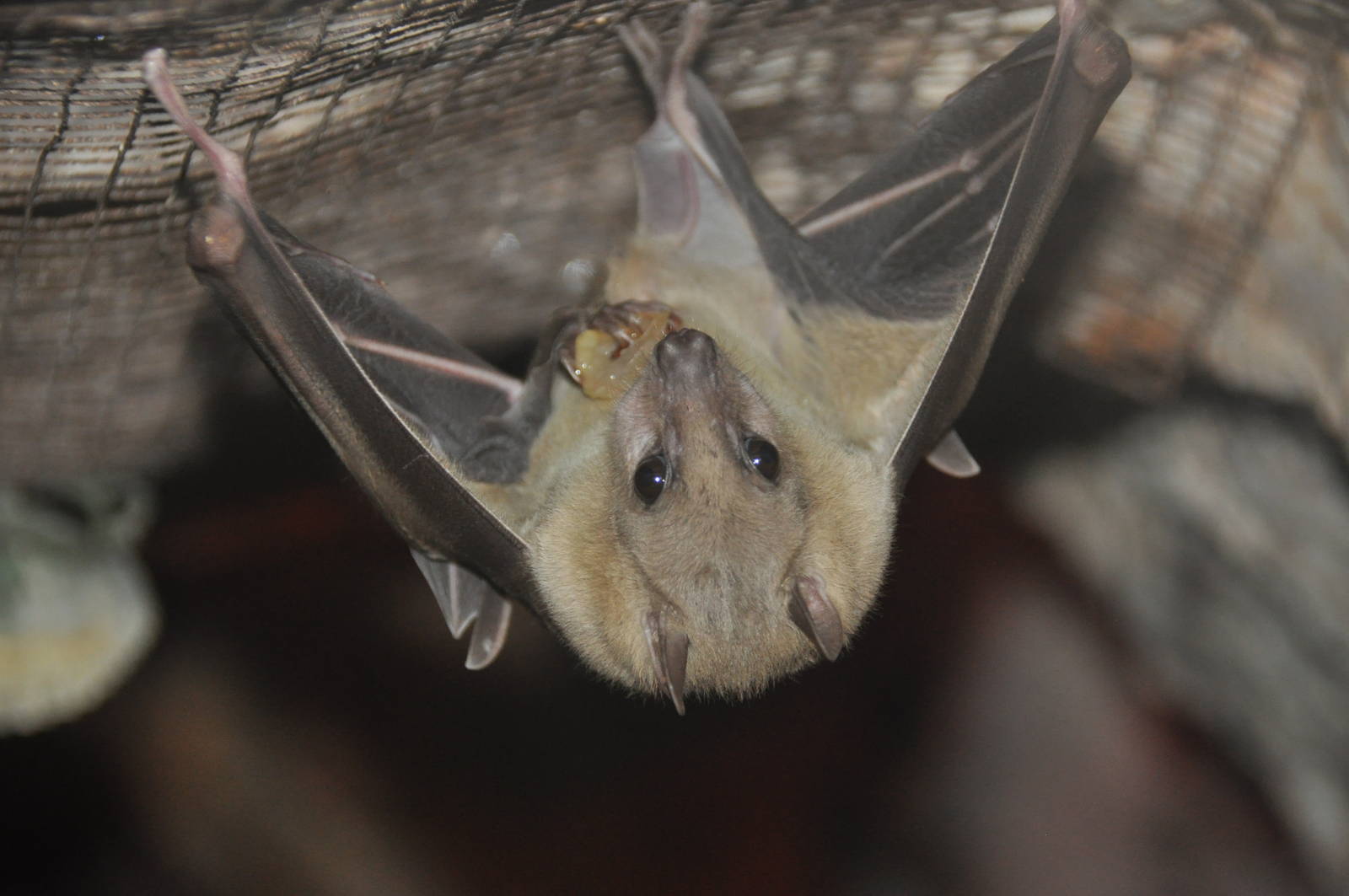 Egyptian fruit bat/ Rousettus aegyptiacus
