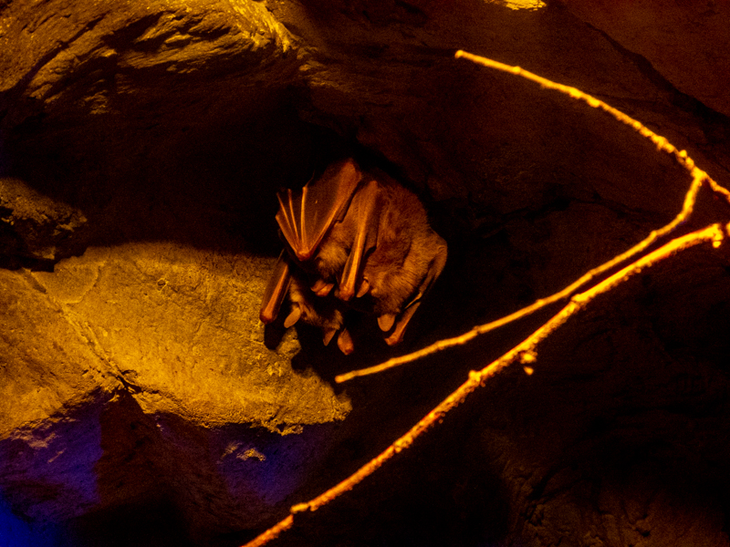 Egyptian fruit bat (Rousettus aegyptiacus)