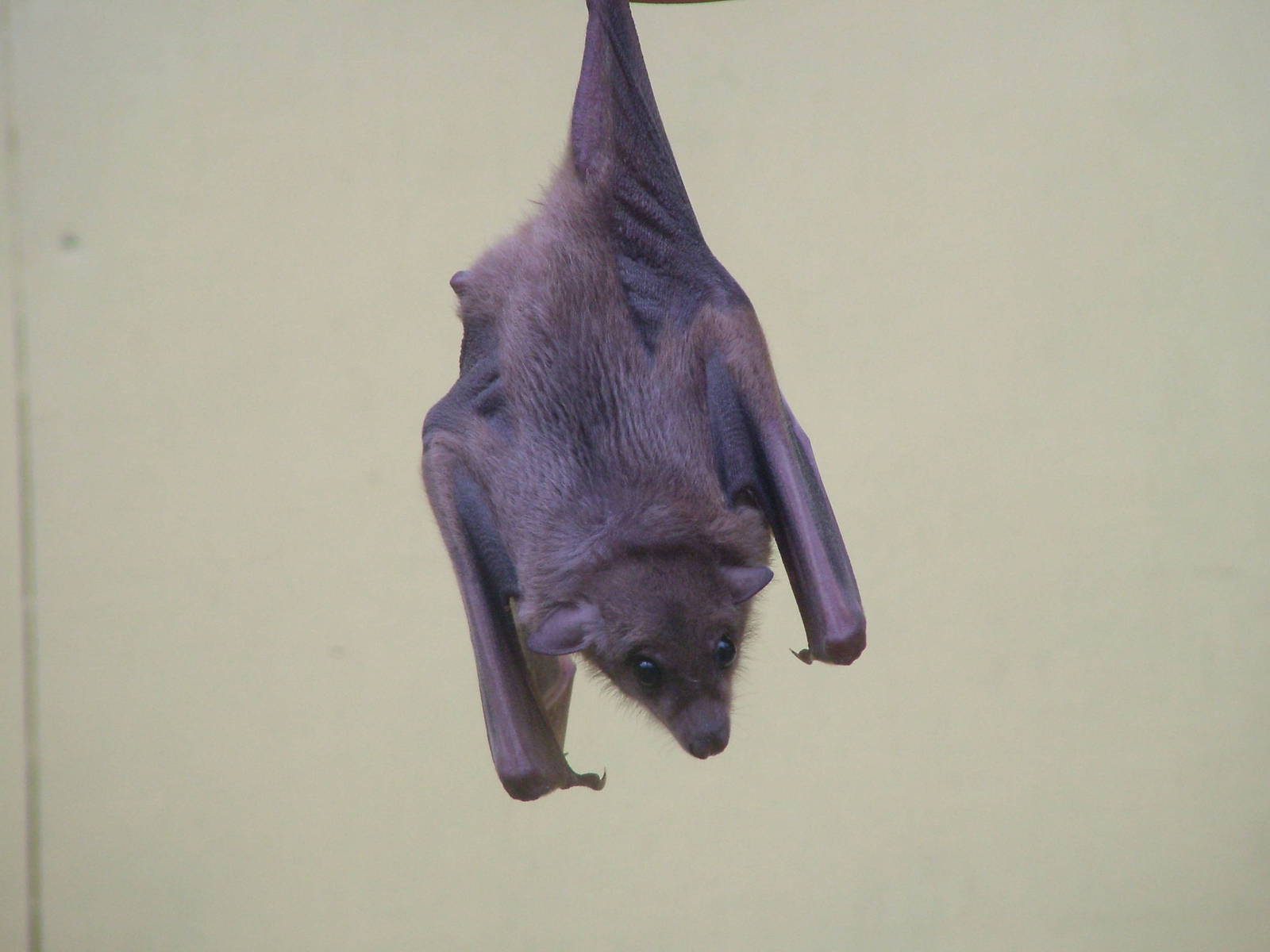 Egyptian Fruit Bat (Rousettus aegypticus) at Exmoor Zoo Park