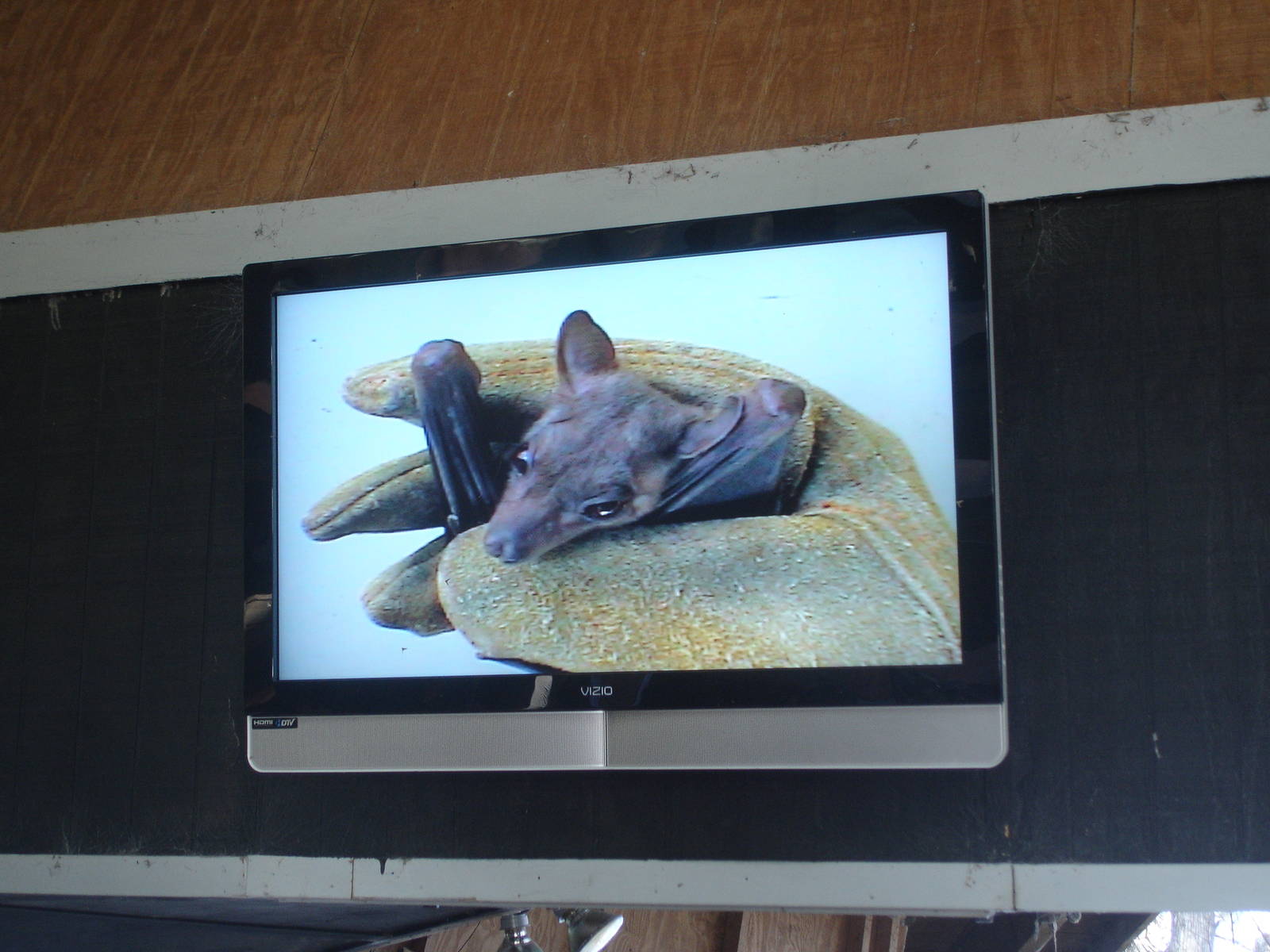 Egyptian Fruit Bat - show