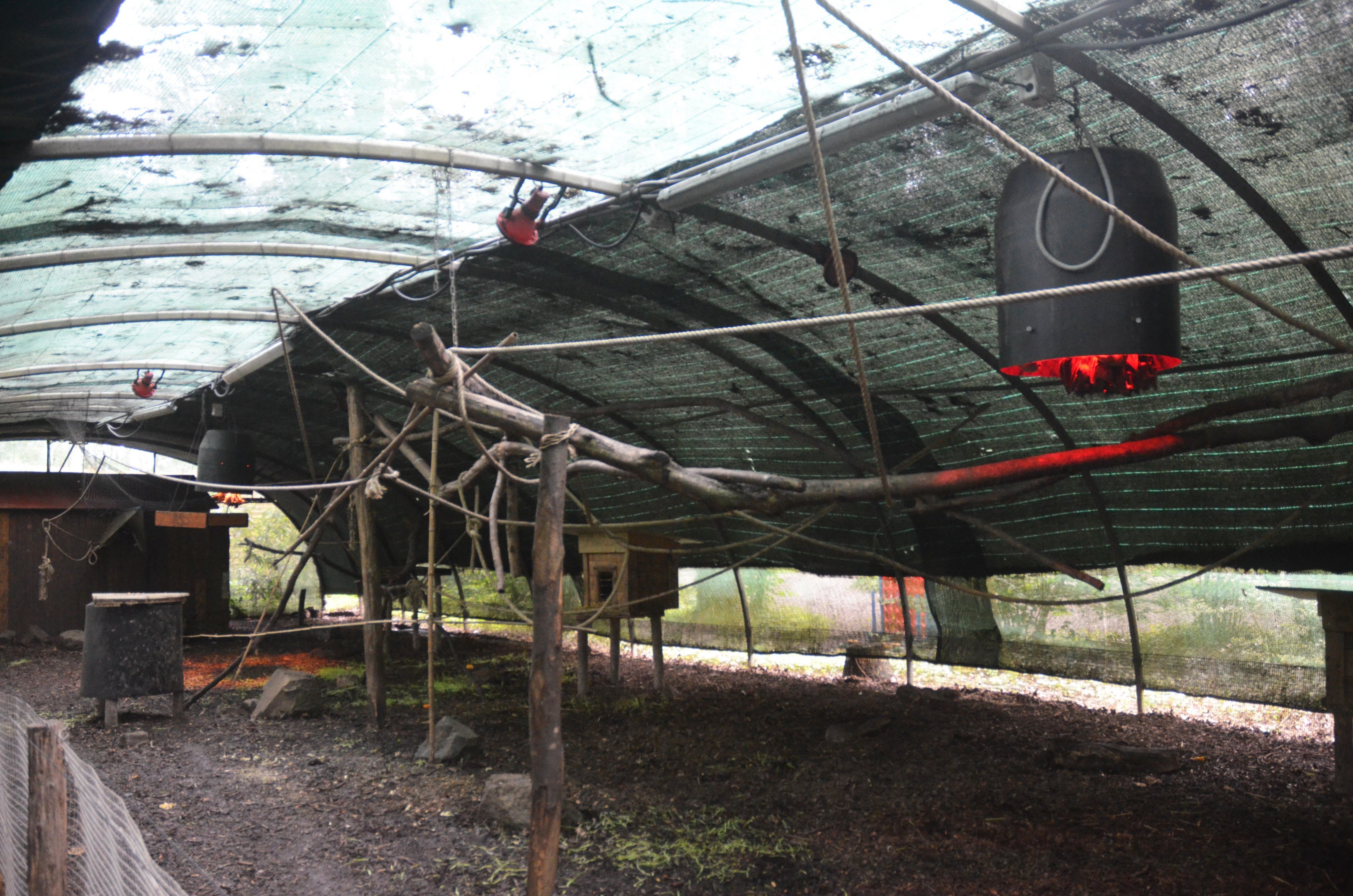 Egyptian Fruit Bat Walkthrough at Spaycific'Zoo, 13/06/18
