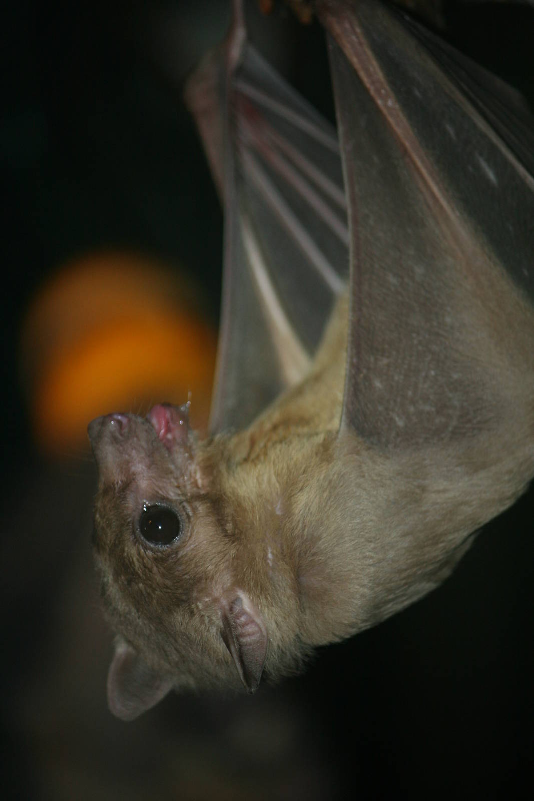 Egyptian fruit bat