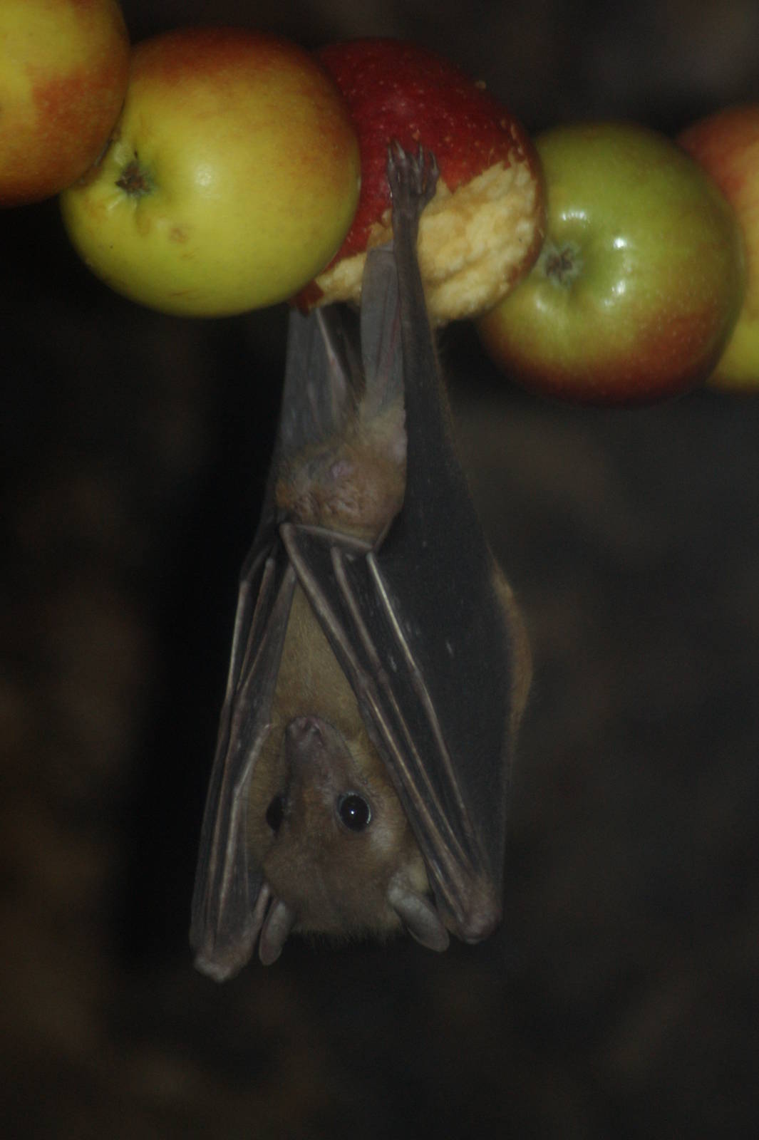 Egyptian fruit bat