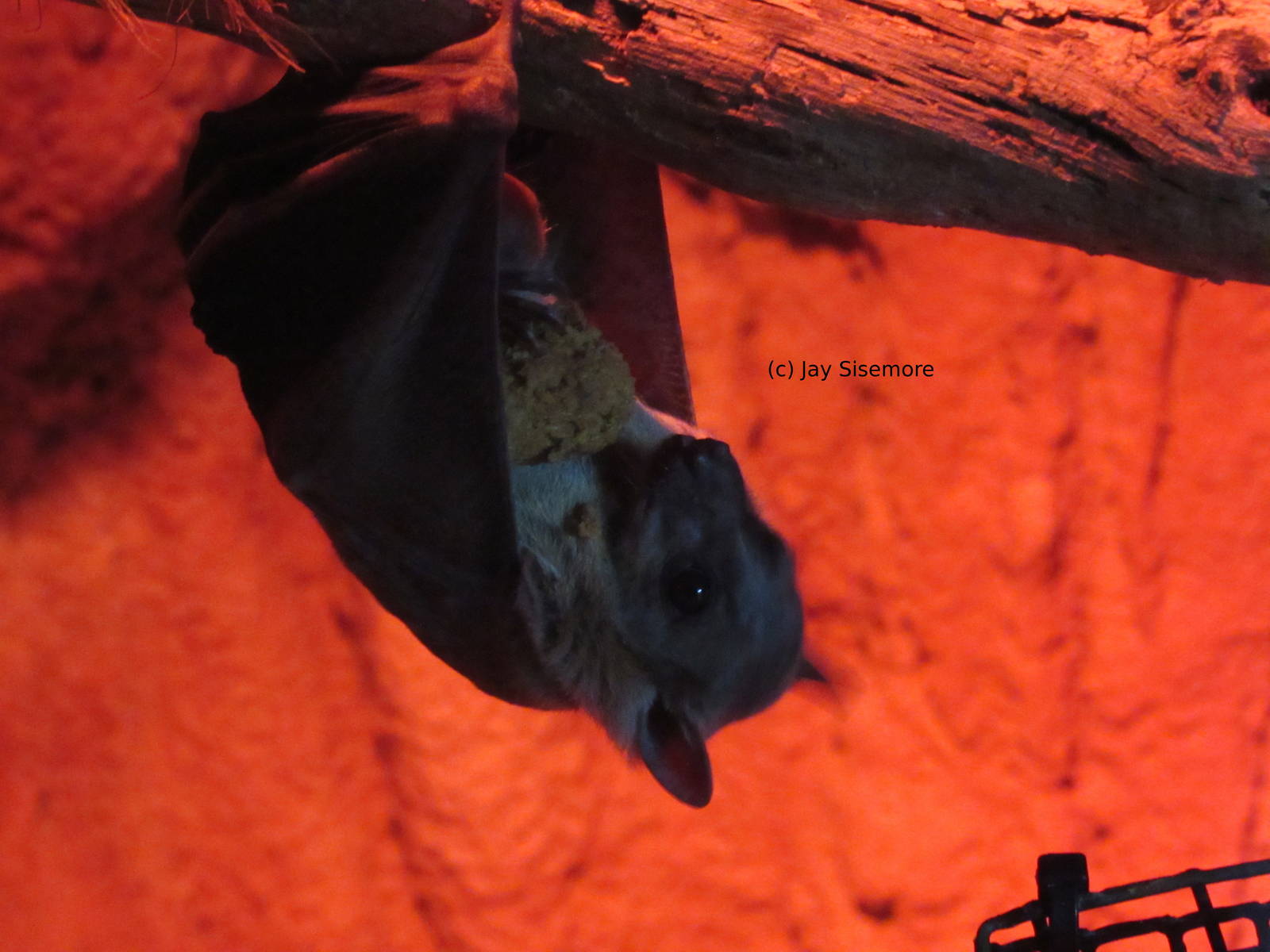 Egyptian Fruit Bat