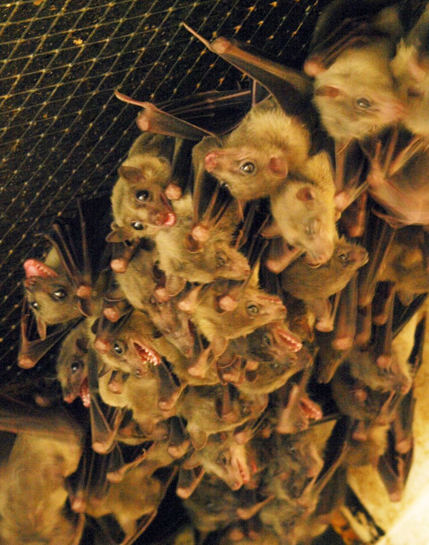 Egyptian fruit bat