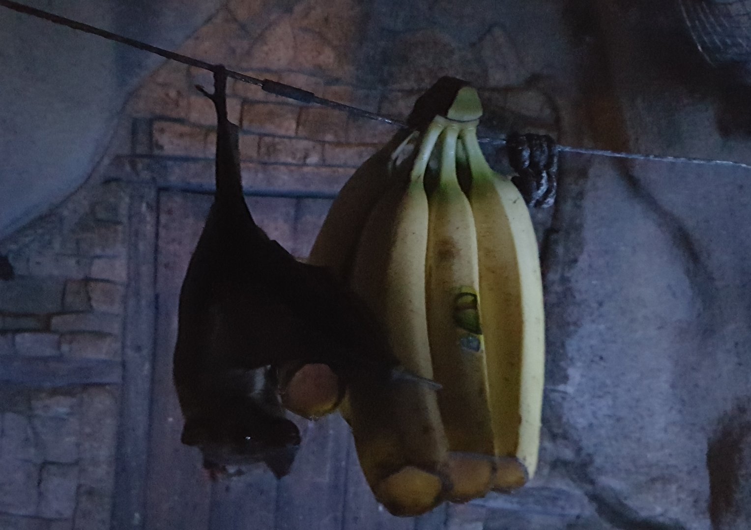 Egyptian fruit bat