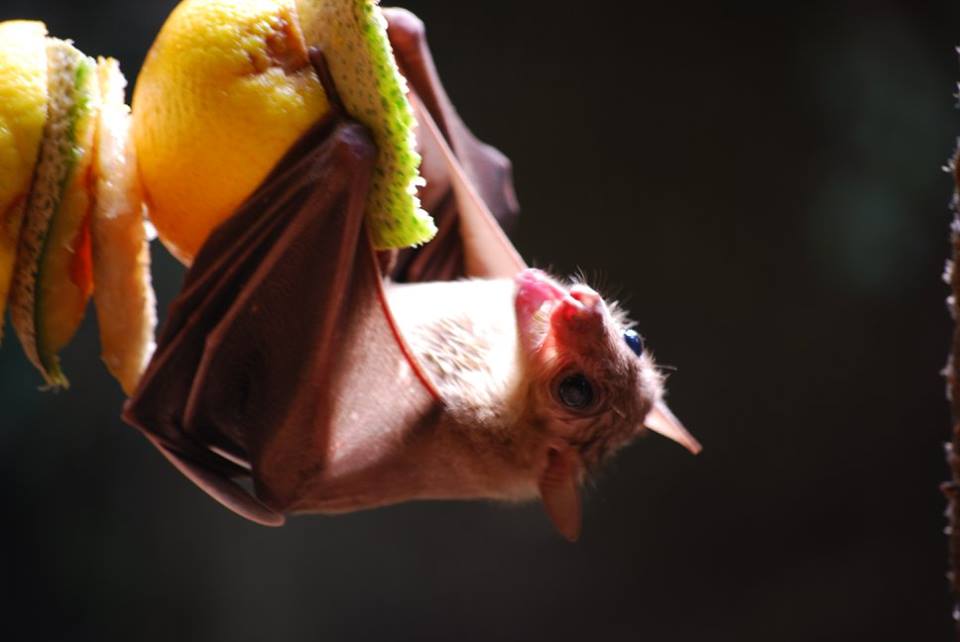 Egyptian Fruit Bat