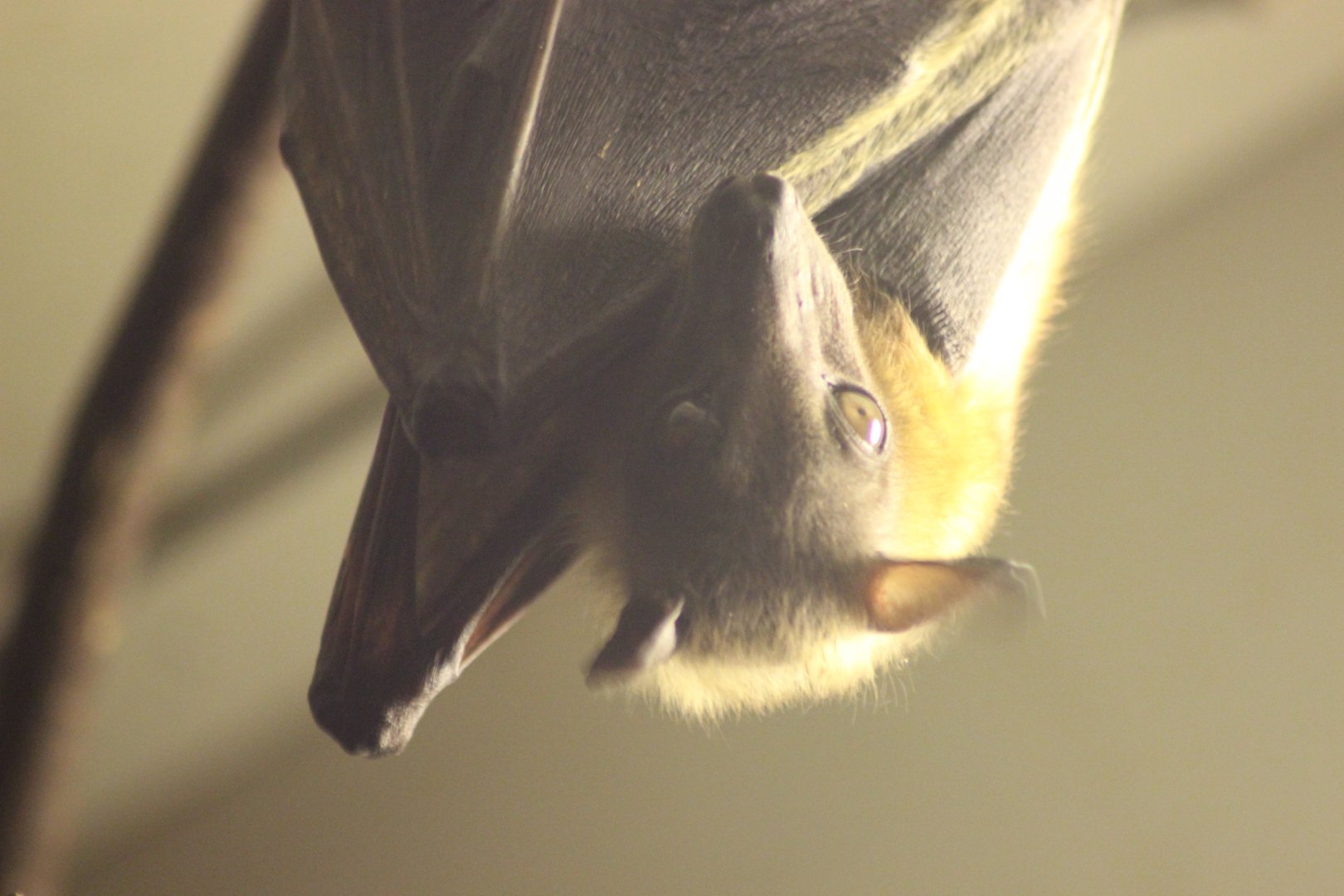 Egyptian Fruit Bat