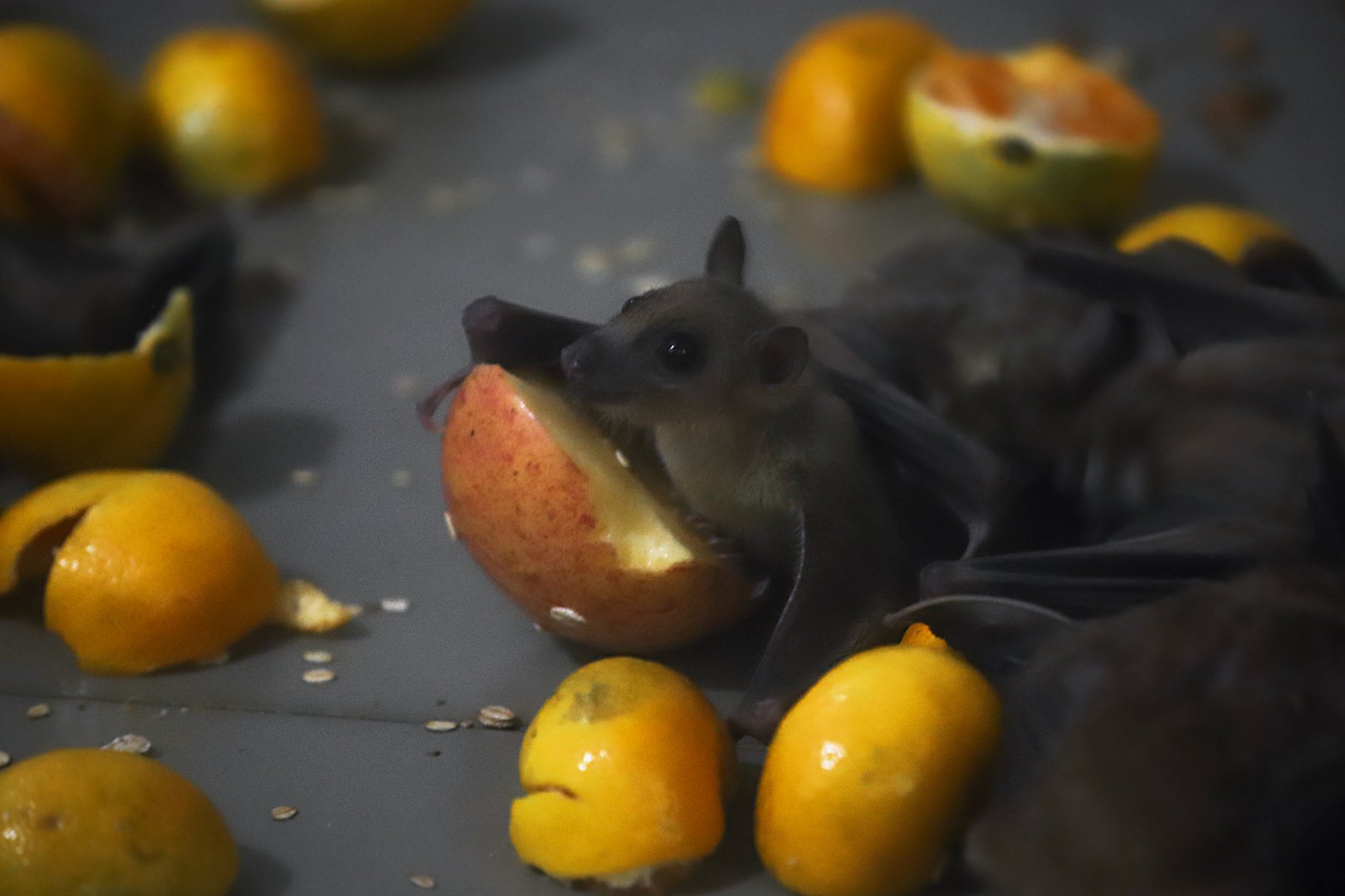 Egyptian fruit bat