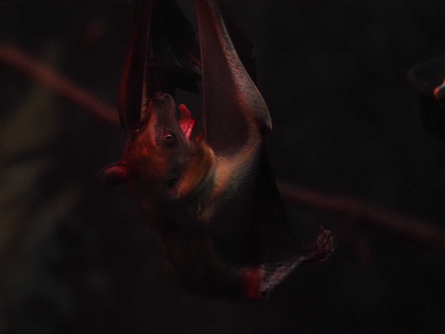 Egyptian fruit bat