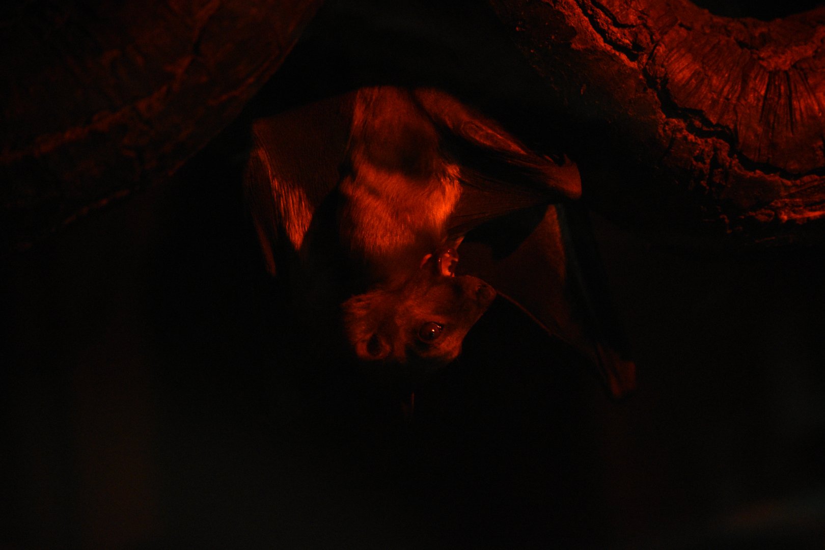 Egyptian fruit bat