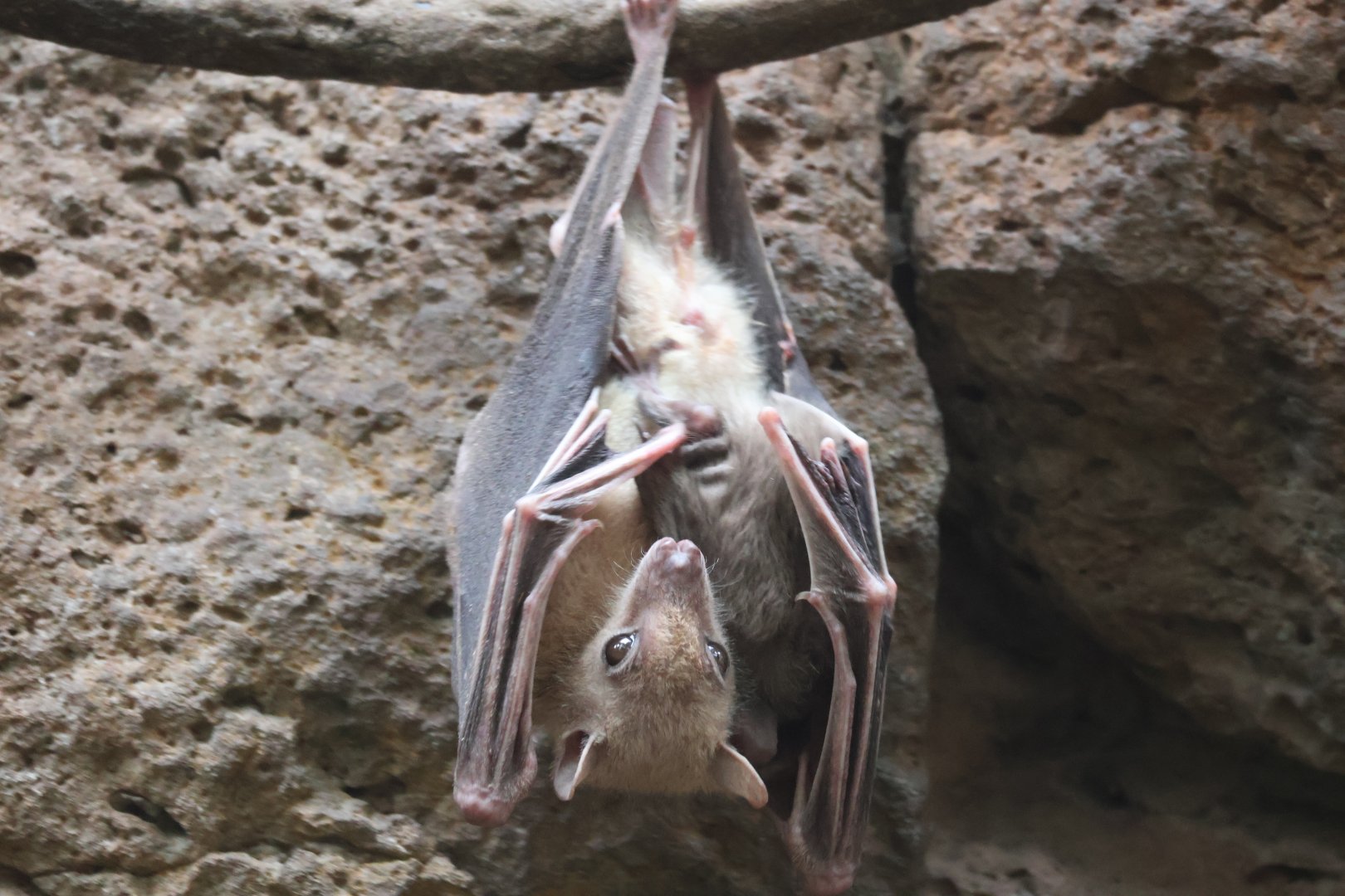 Egyptian Fruit Bat