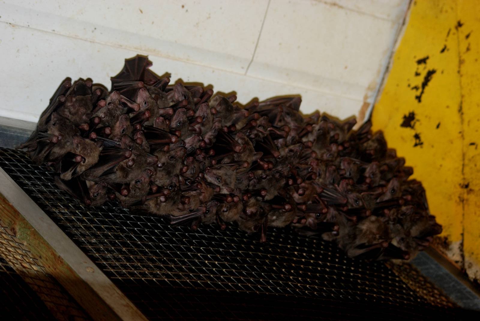 Egyptian Fruit Bats at Paradise WP, 01/09/13