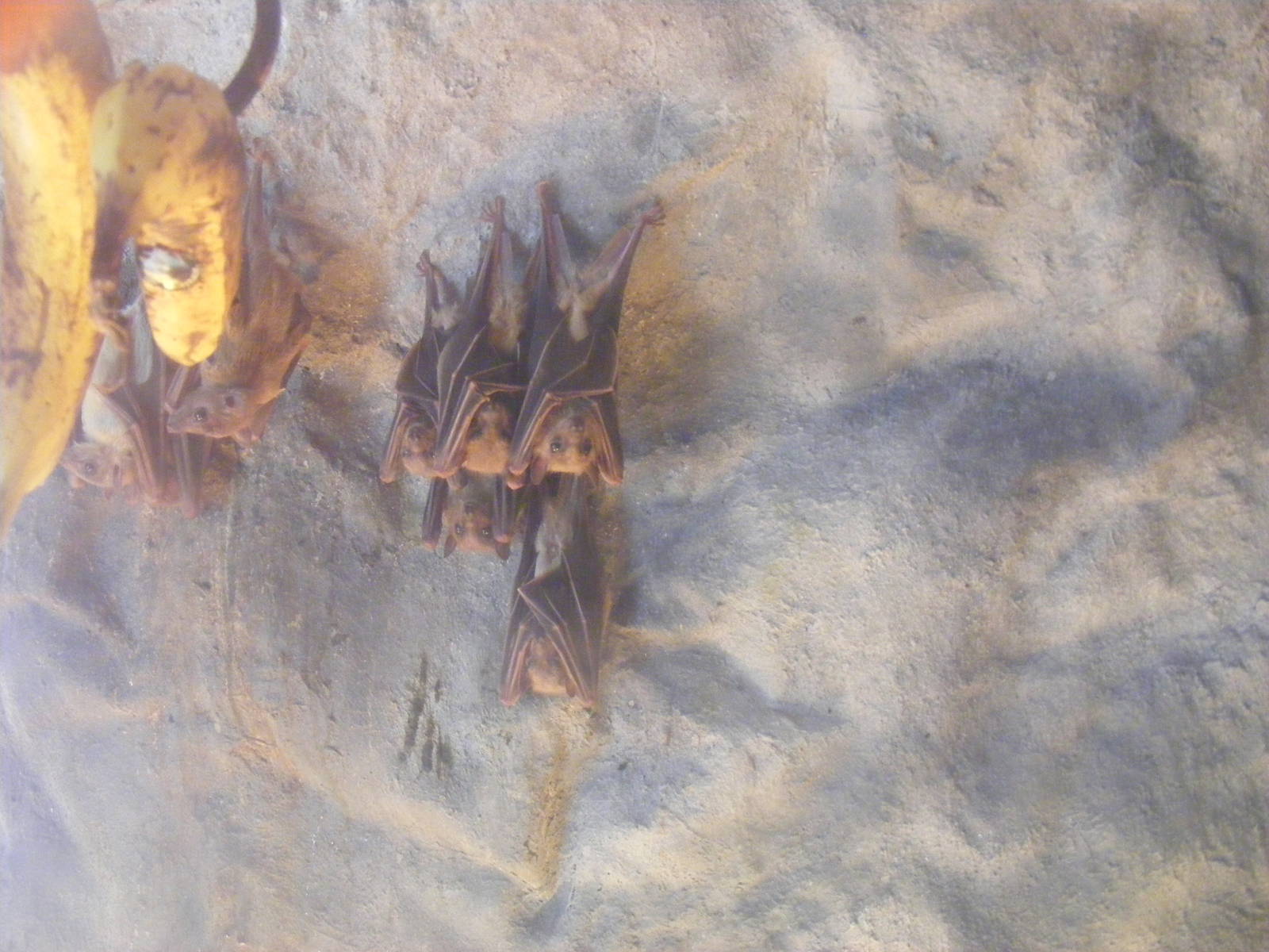 Egyptian fruit bats at Wickid Pets Animal Adventure, 18 June 2011