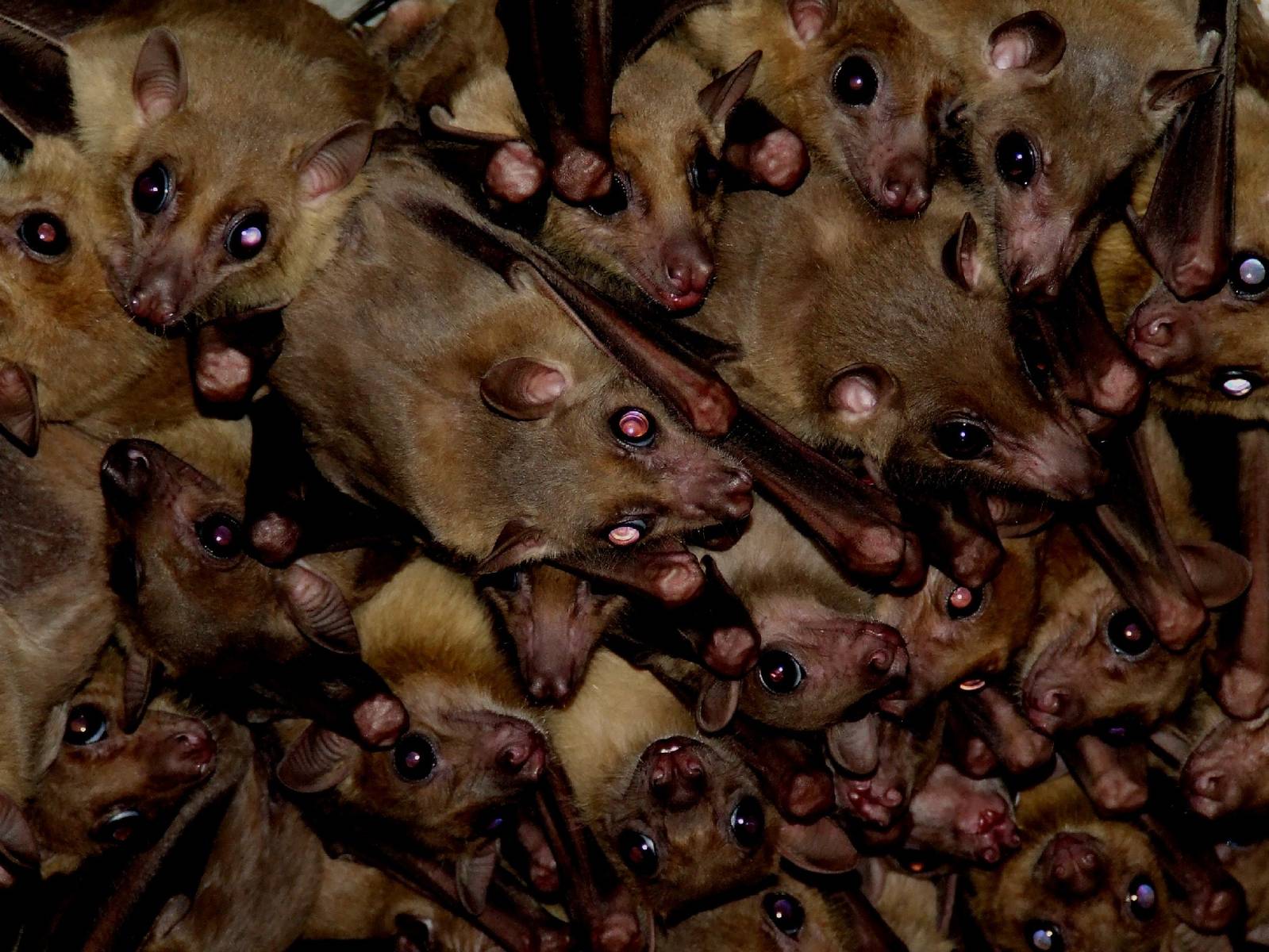 Egyptian fruit bats @ Pécs Zoo & Aquarium-Terrarium, Hungary