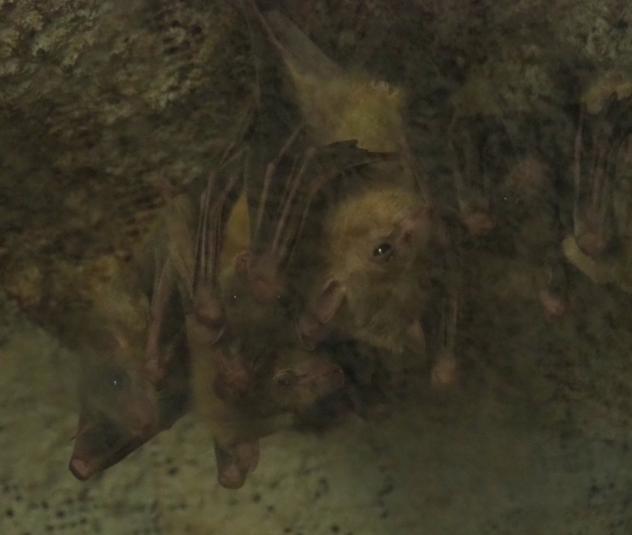 Egyptian fruit bats (Rousettus aegyptiacus), 2020-06-20
