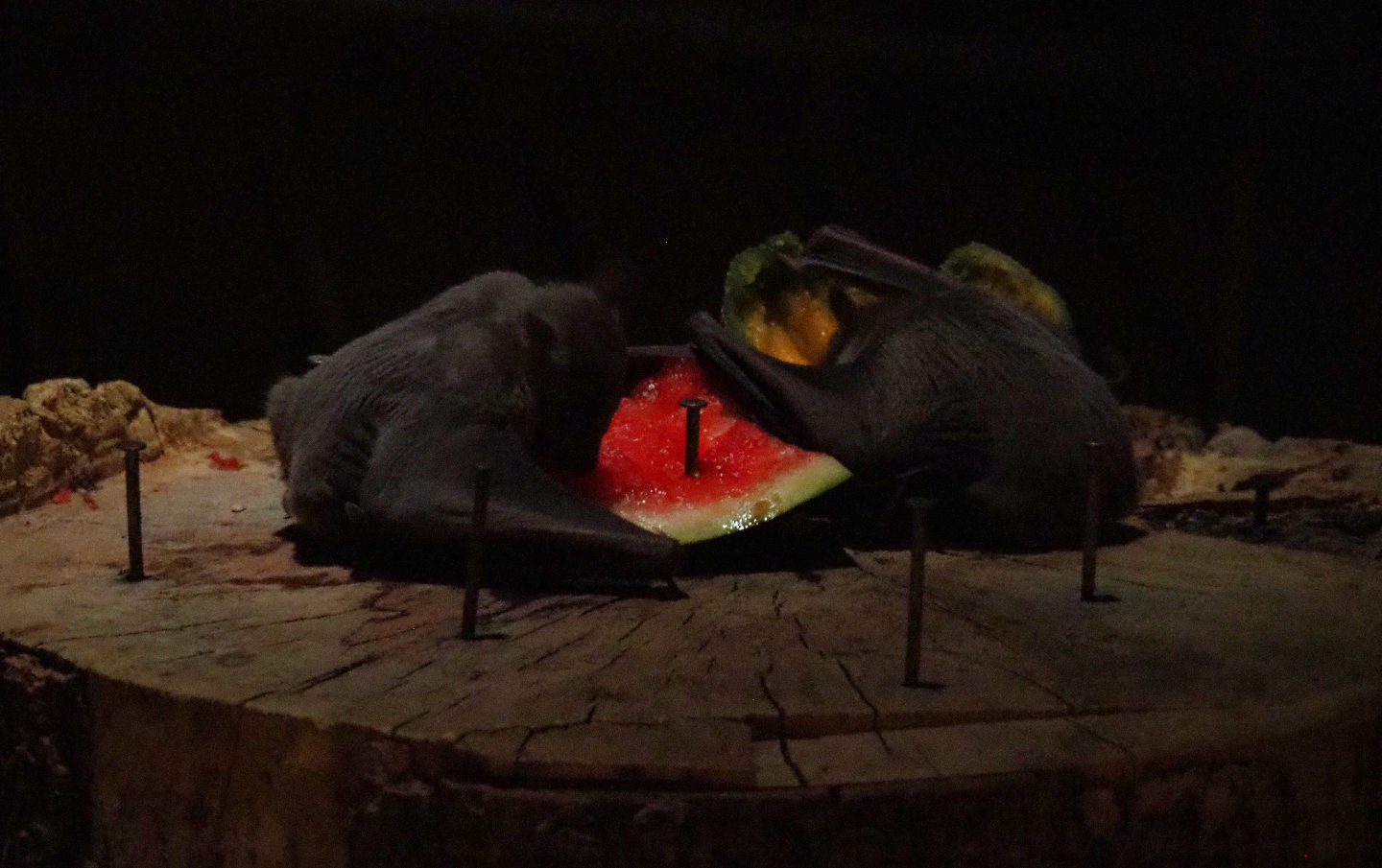 Egyptian fruit bats (Rousettus aegyptiacus) feeding, 2019-10-05