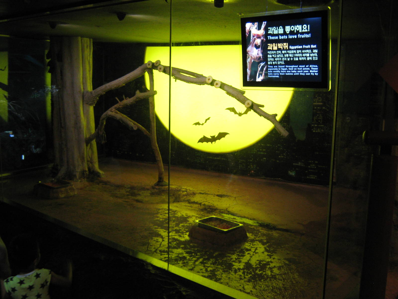 Egyptian fruit bats (Rousettus aegyptiacus)