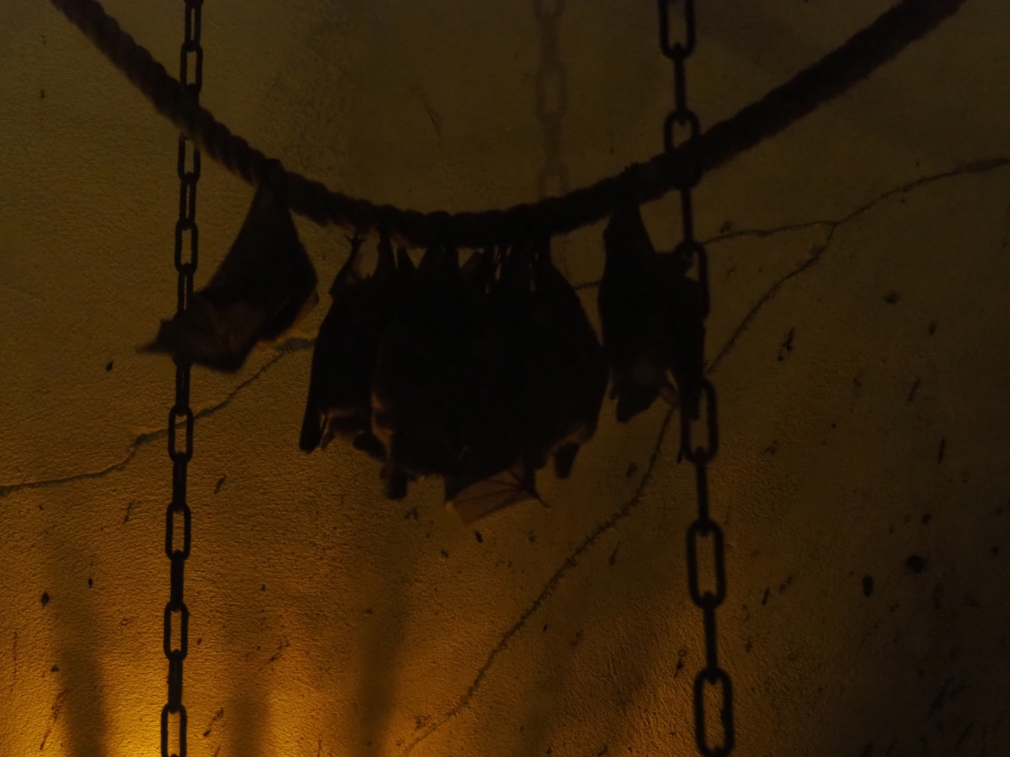 Egyptian fruit bats (Rousettus aegyptiacus)