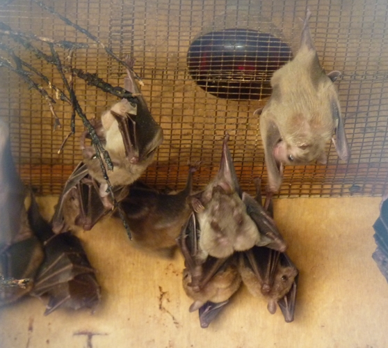 Egyptian fruit bats (Rousettus aegyptiacus)