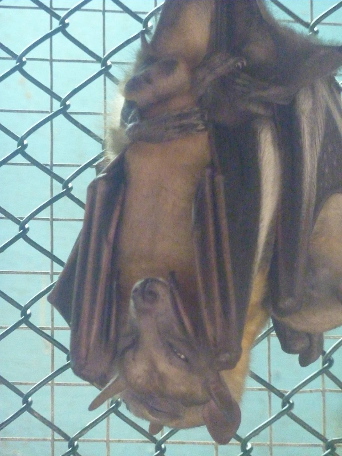 Egyptian fruit bats